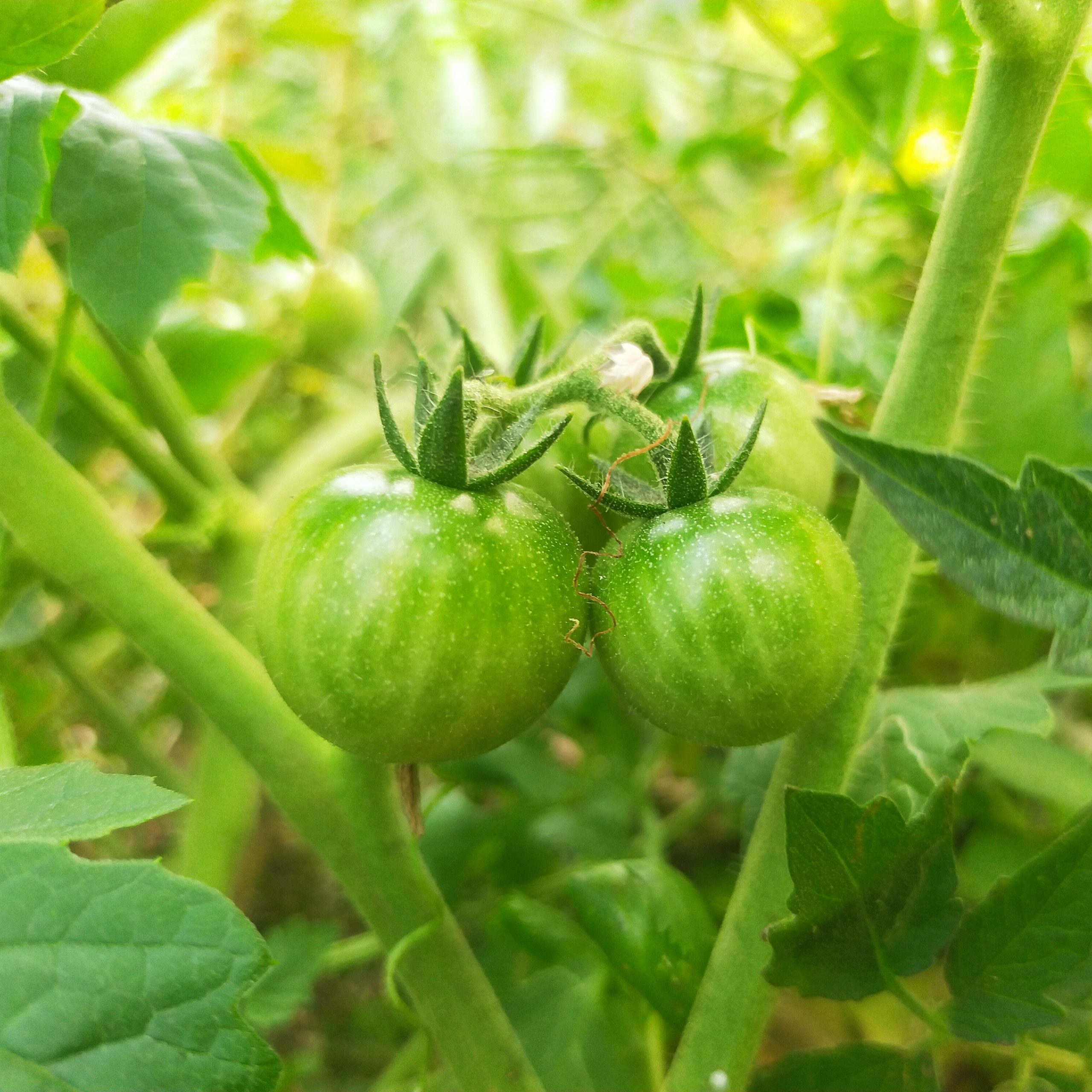 Green tomatoes on a plant