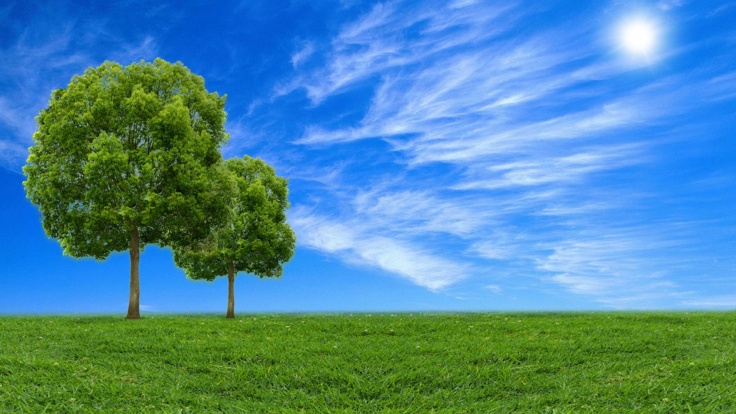 Green Trees Under The Open Sky PixaHive