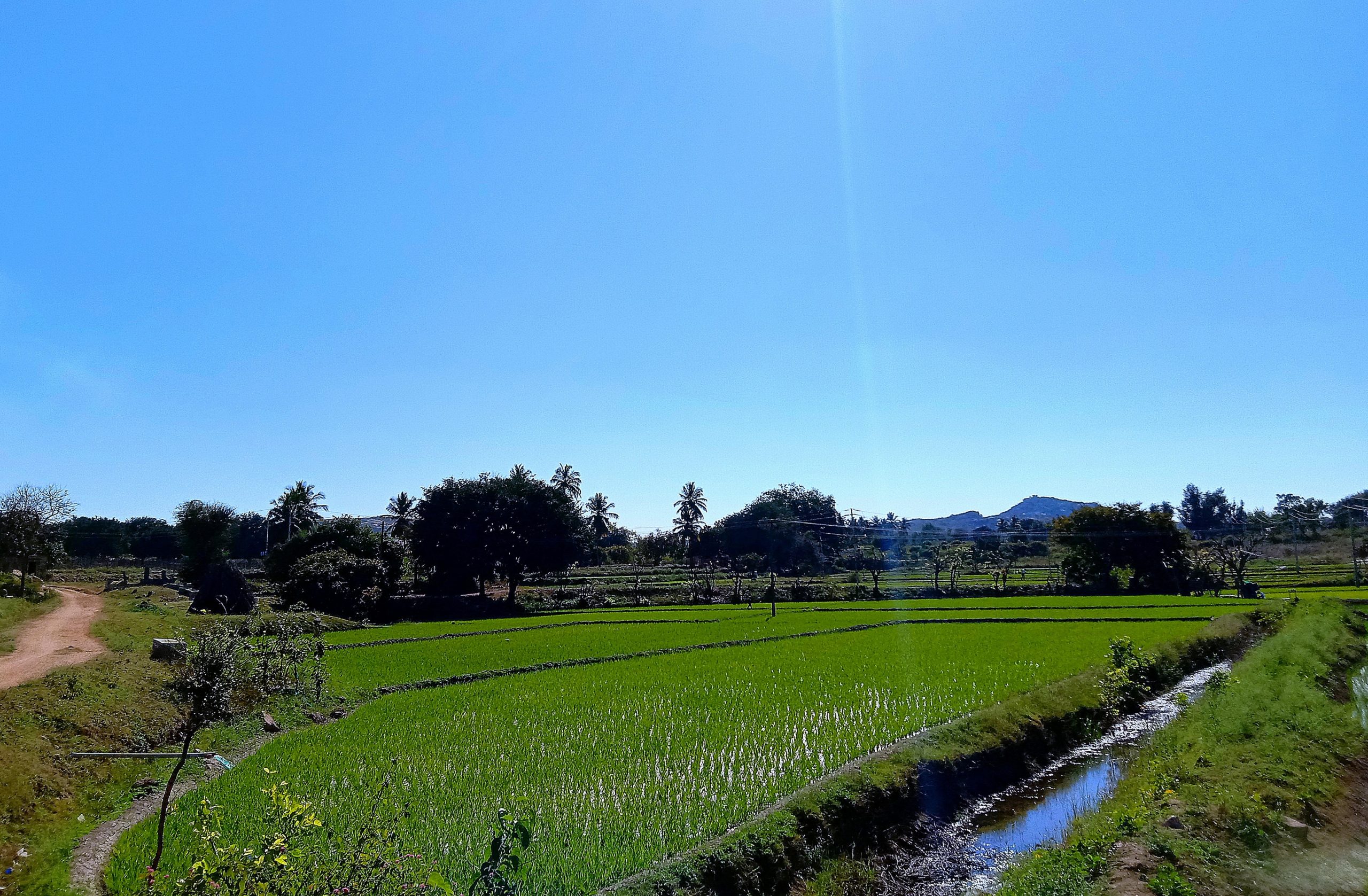 Greenery of agriculture land