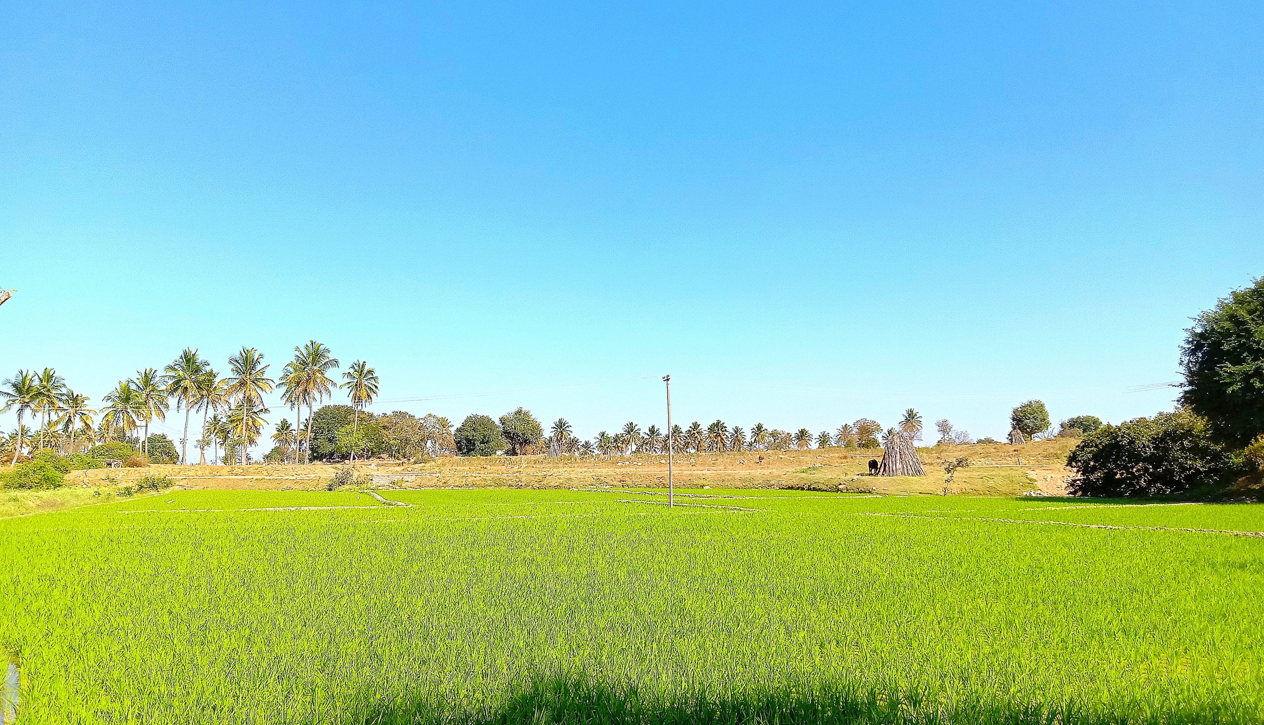 Greenery of agriculture land