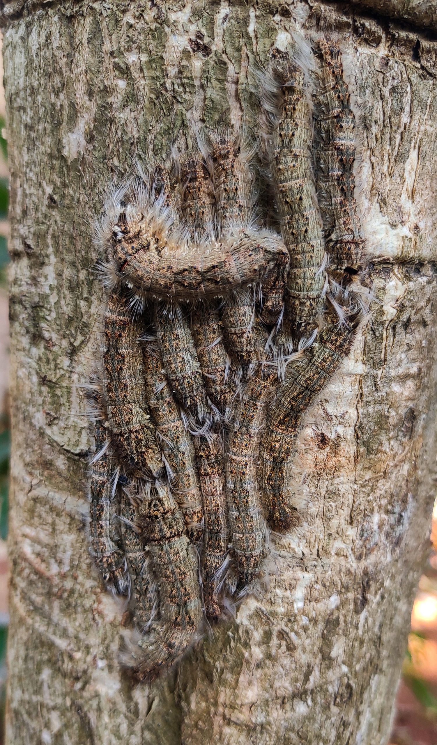 Group of caterpillars on tree trunk