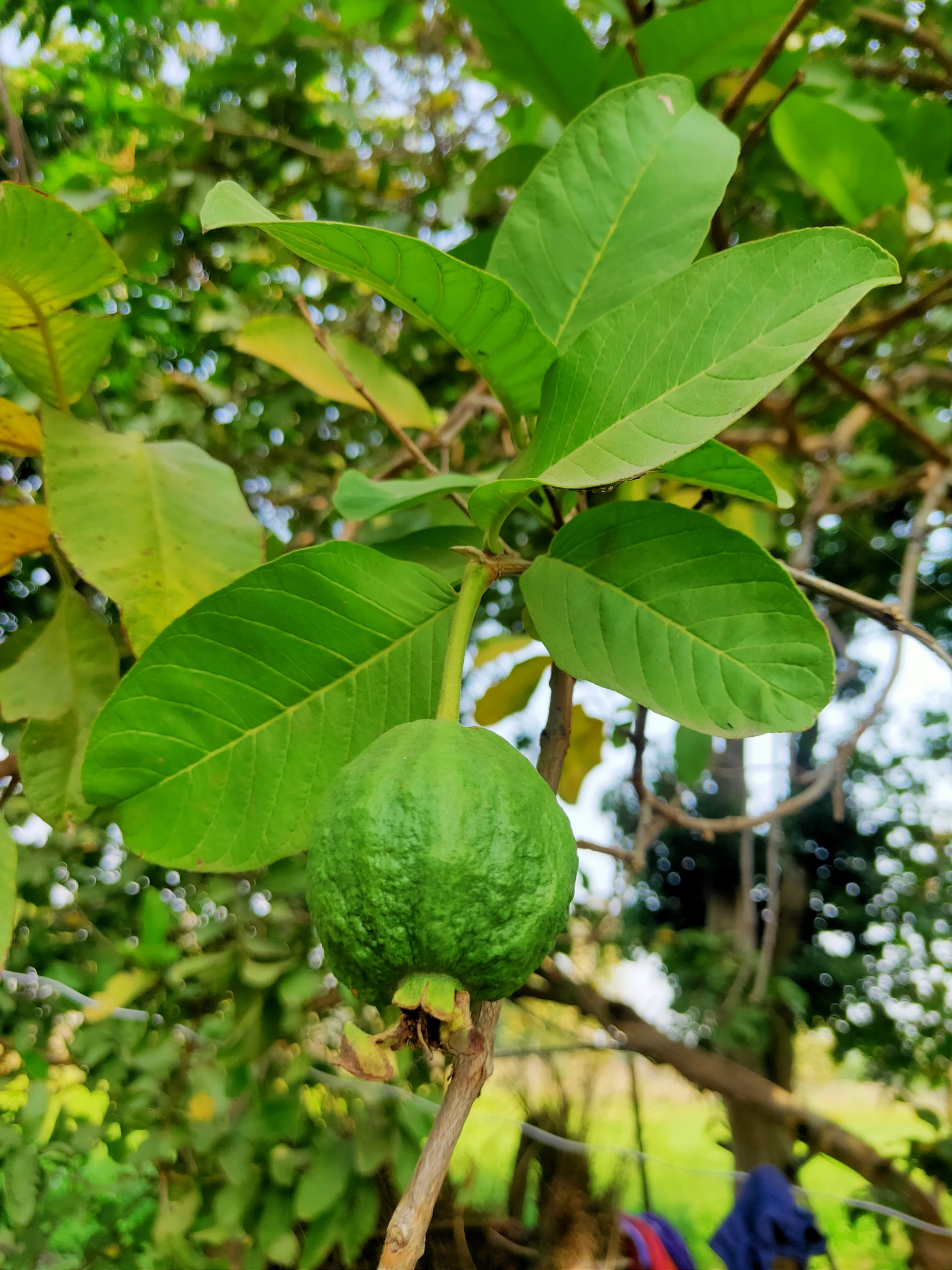 Guava fruit hanging on its tree