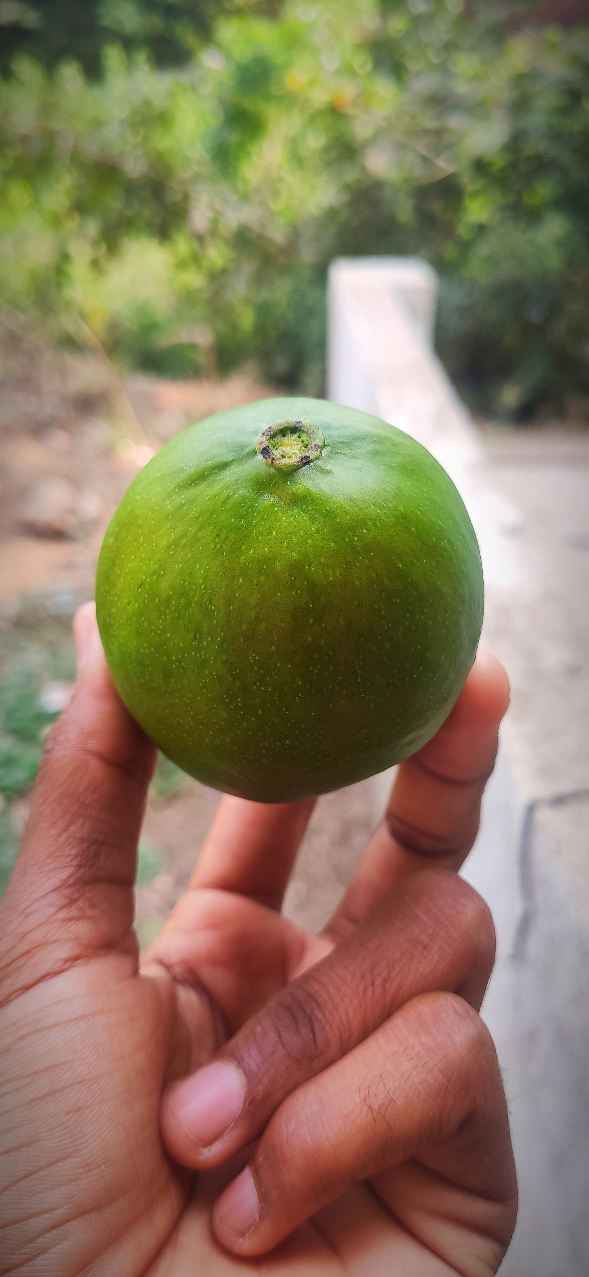Holding a green mango