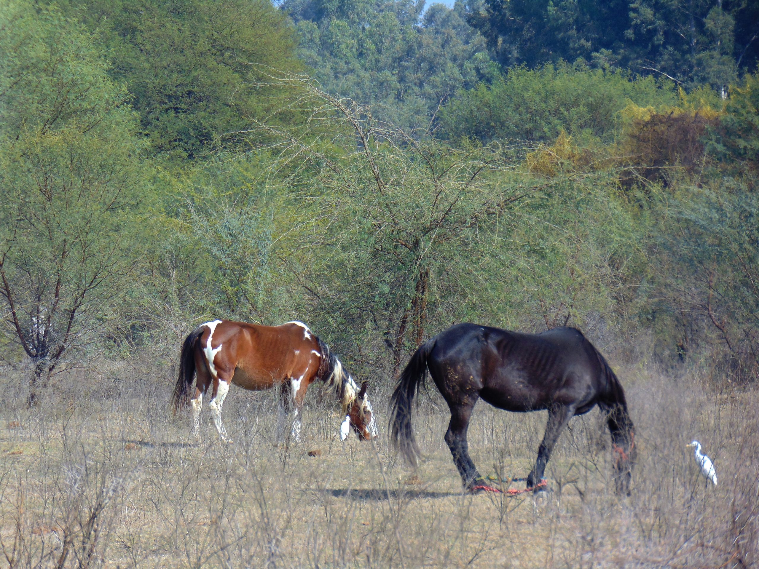 Horses grazing in the forest