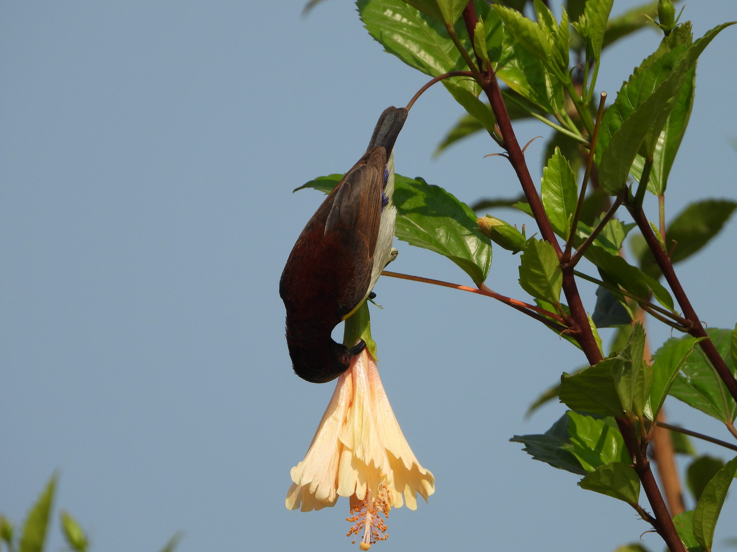Humming bird on flower