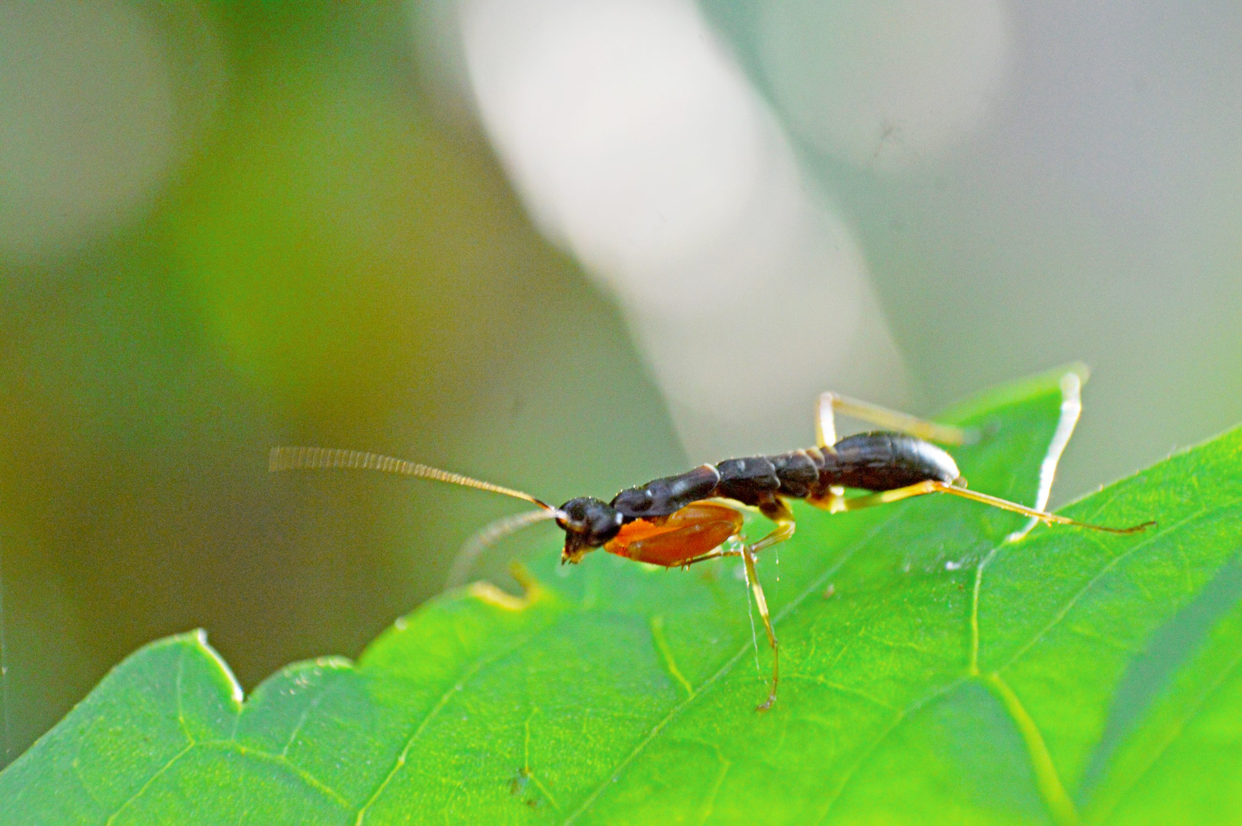 Insect on plant leaf