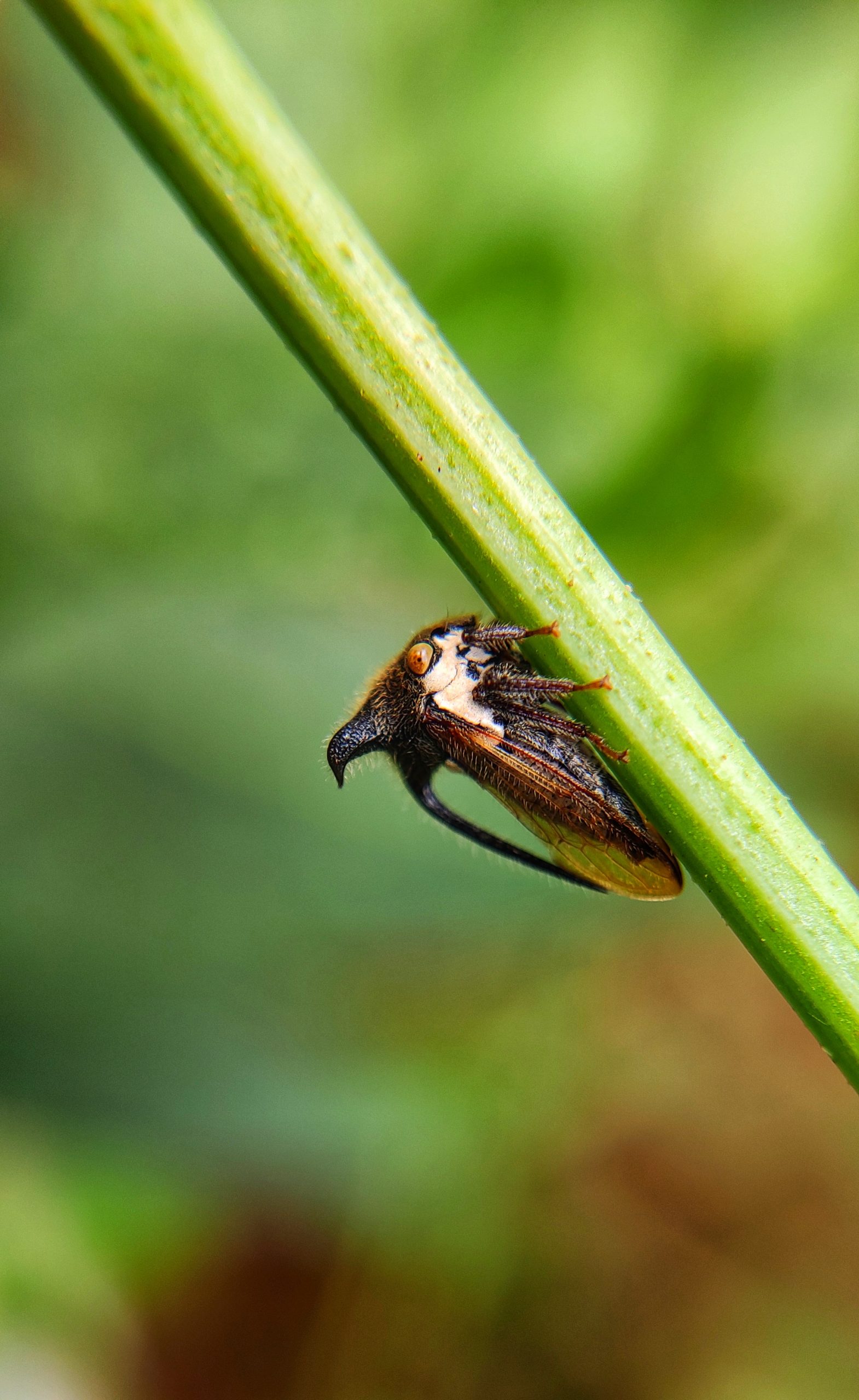 An insect on a plant stem