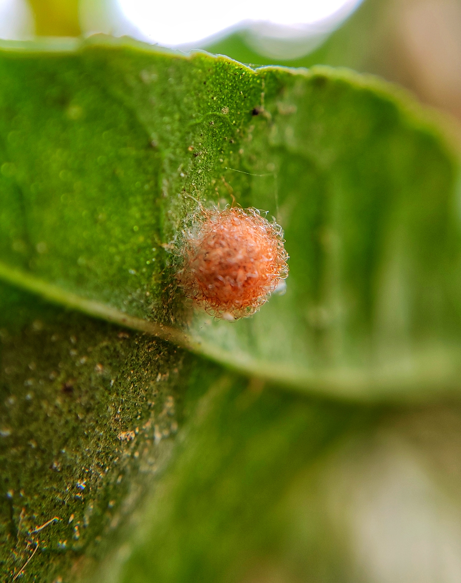 Egg of insect on plant leaf
