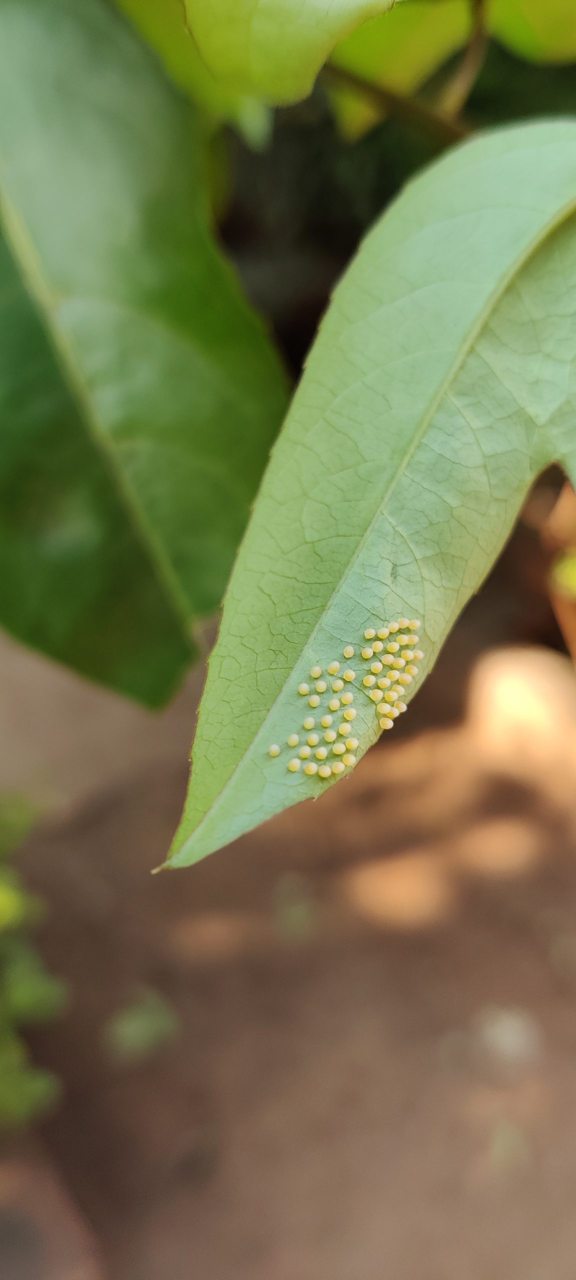 Eggs of an insect on a leaf