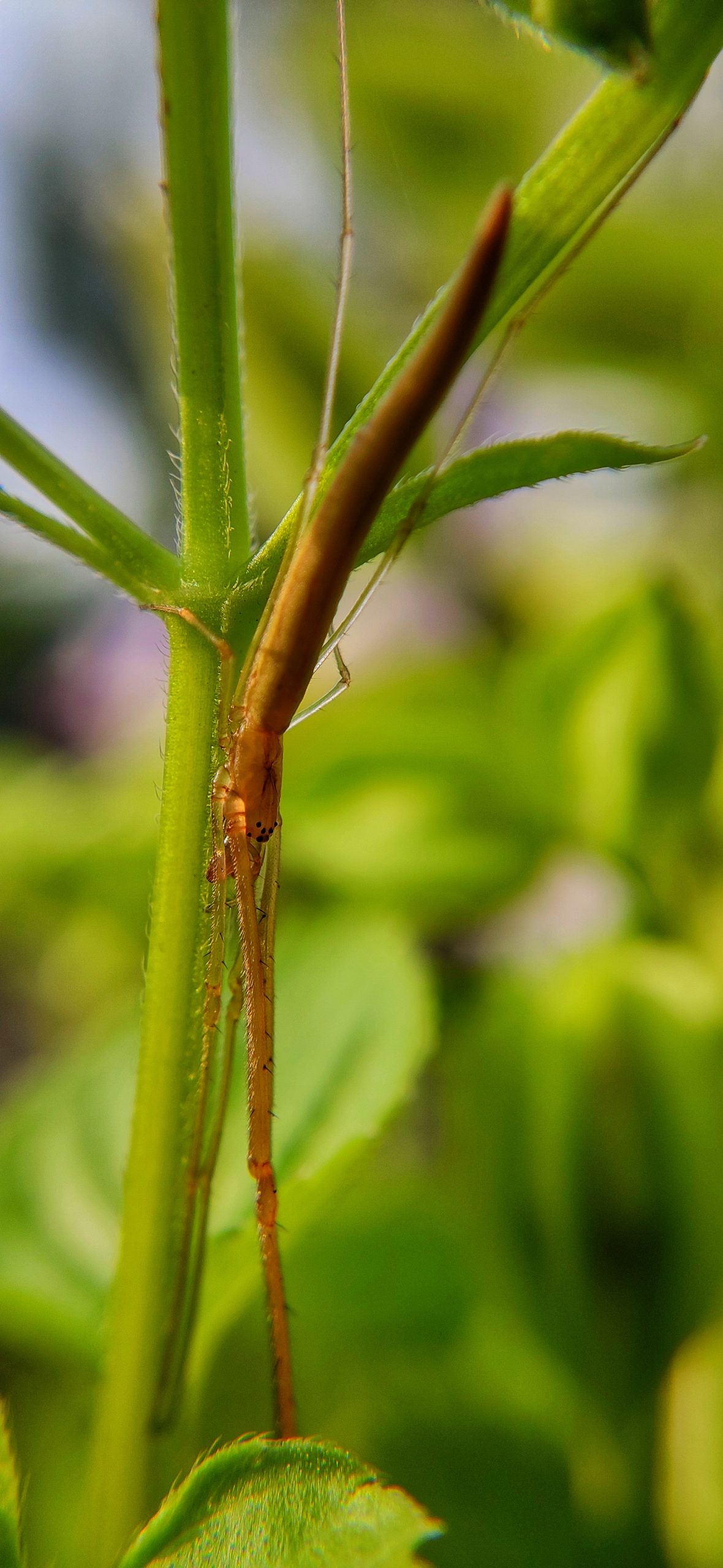 Insect on plant stem