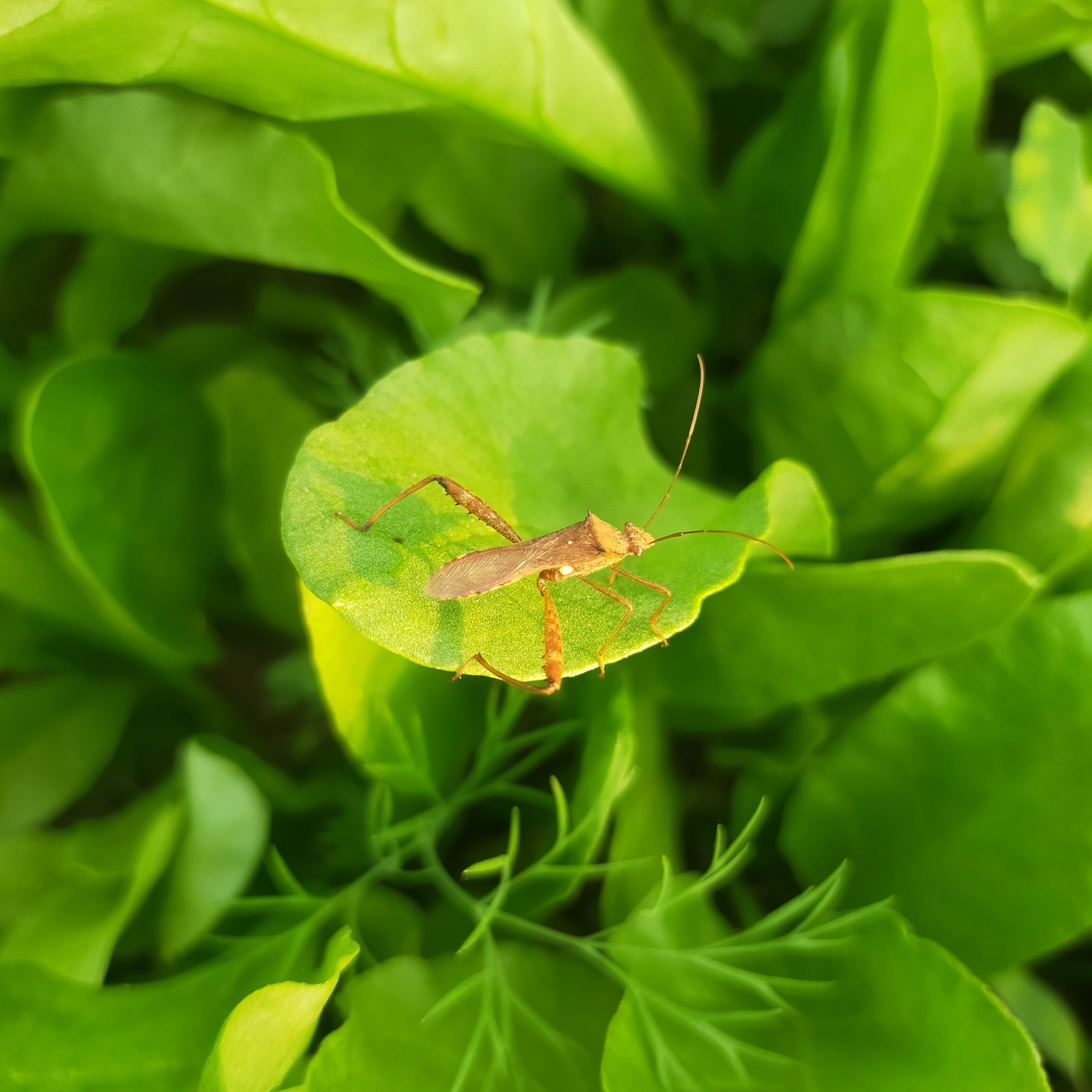 Insect on the leaf