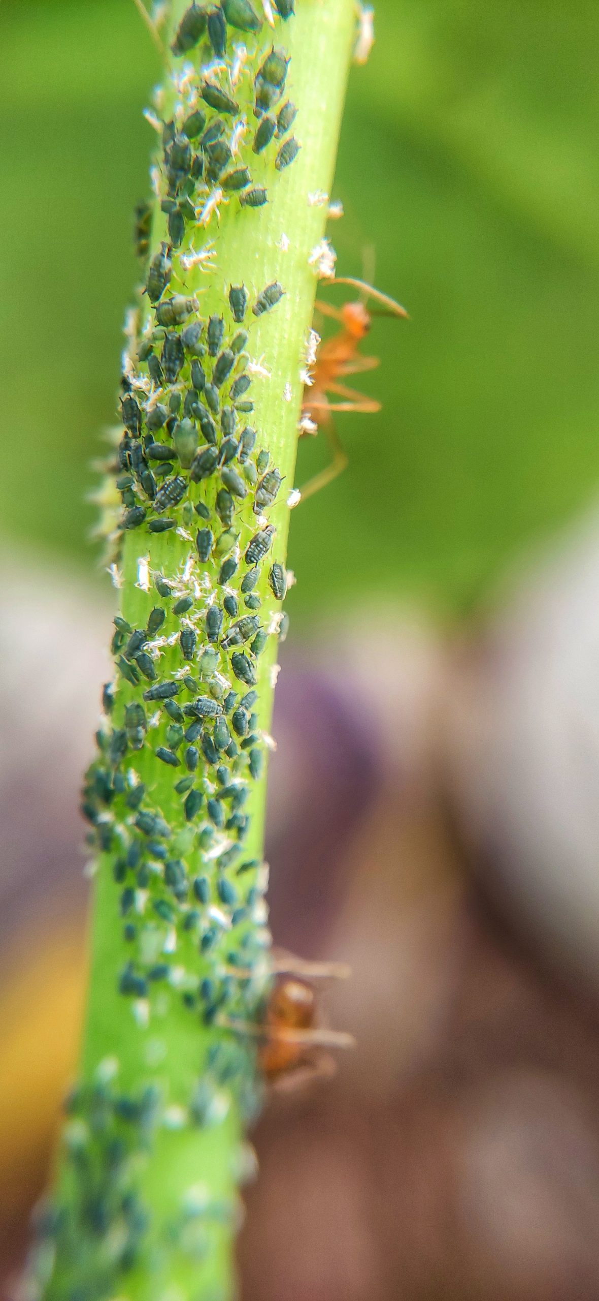 Insects on a plant stem