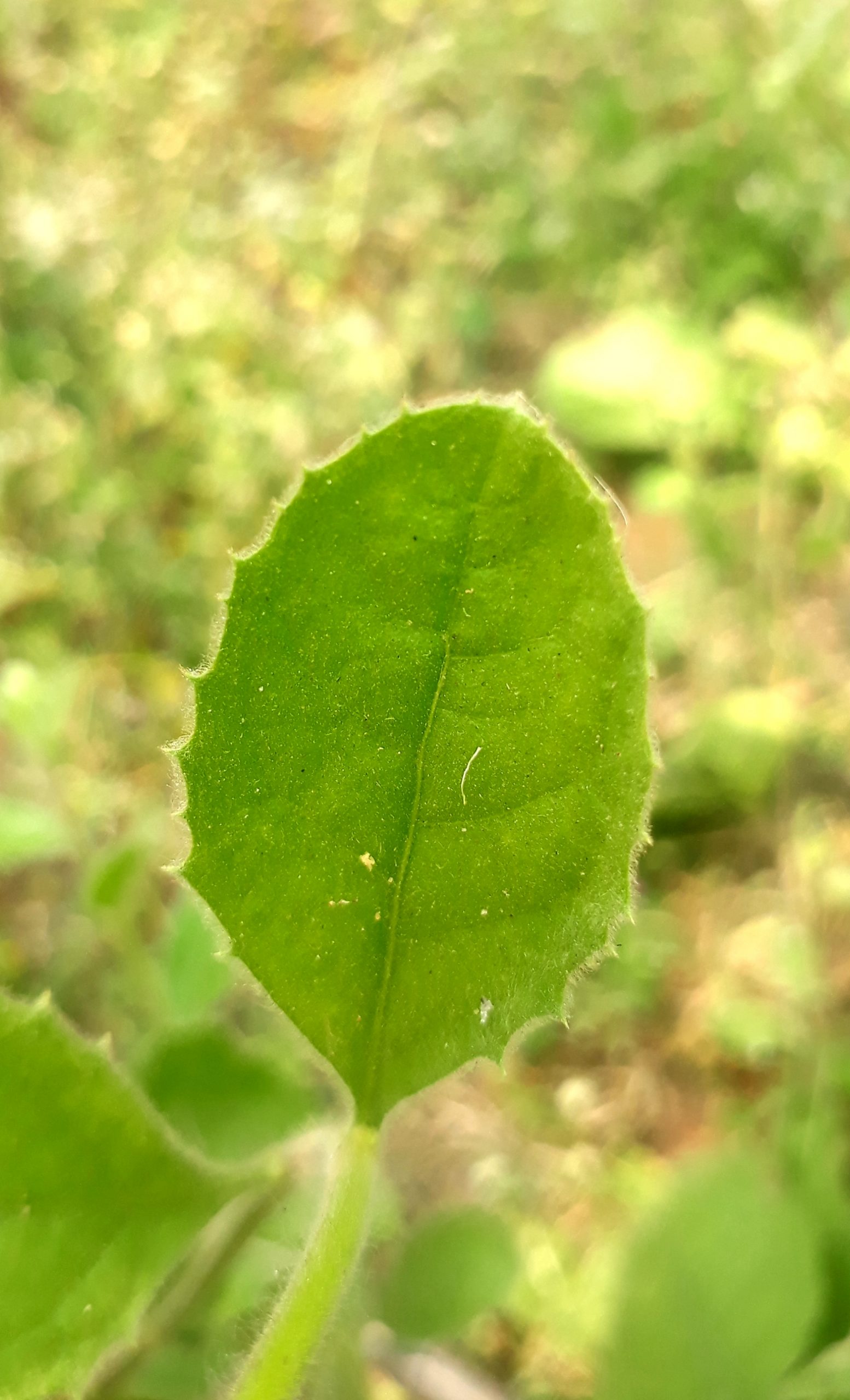 Leaf Examples In Plants