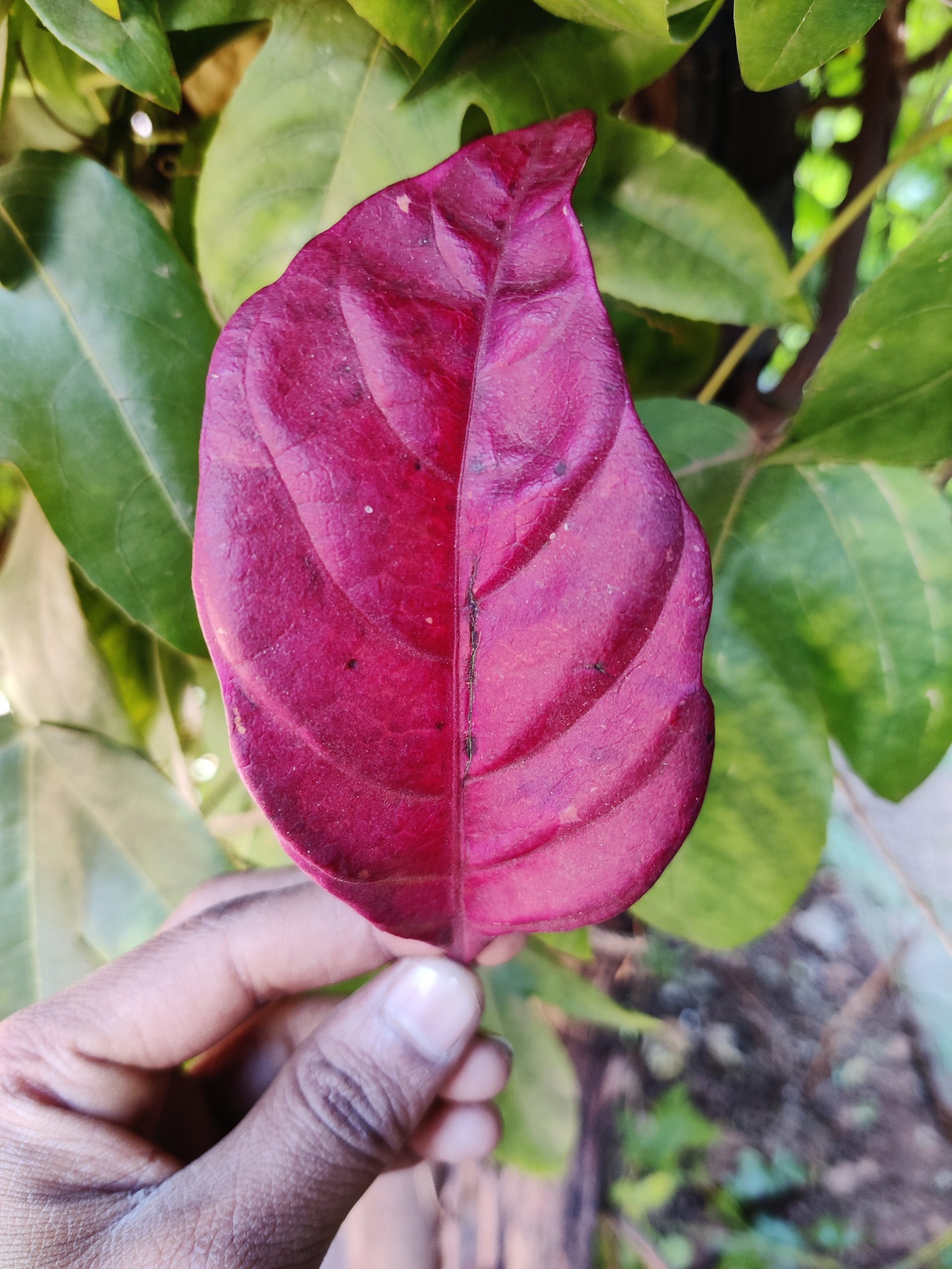 Leaf in hand