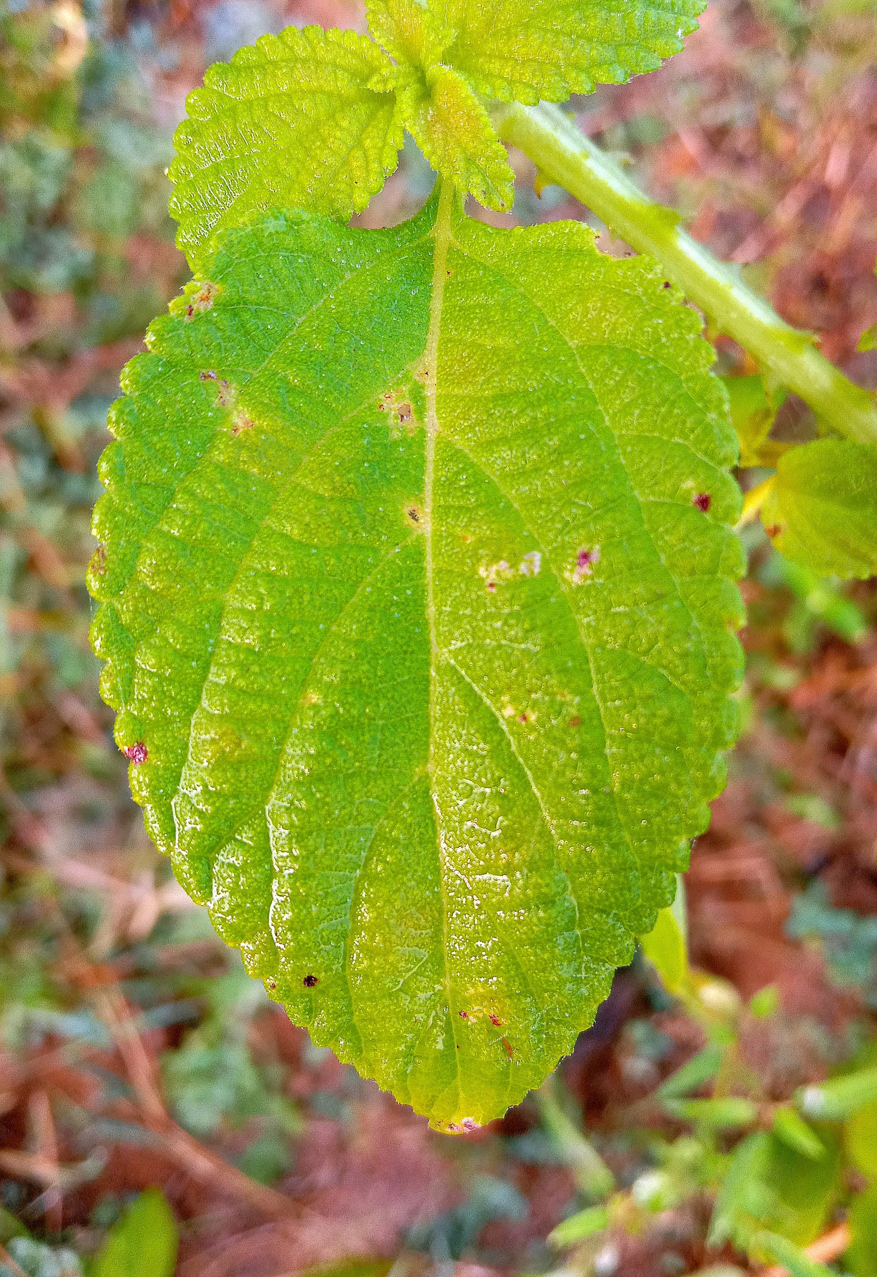 Leaf macro view