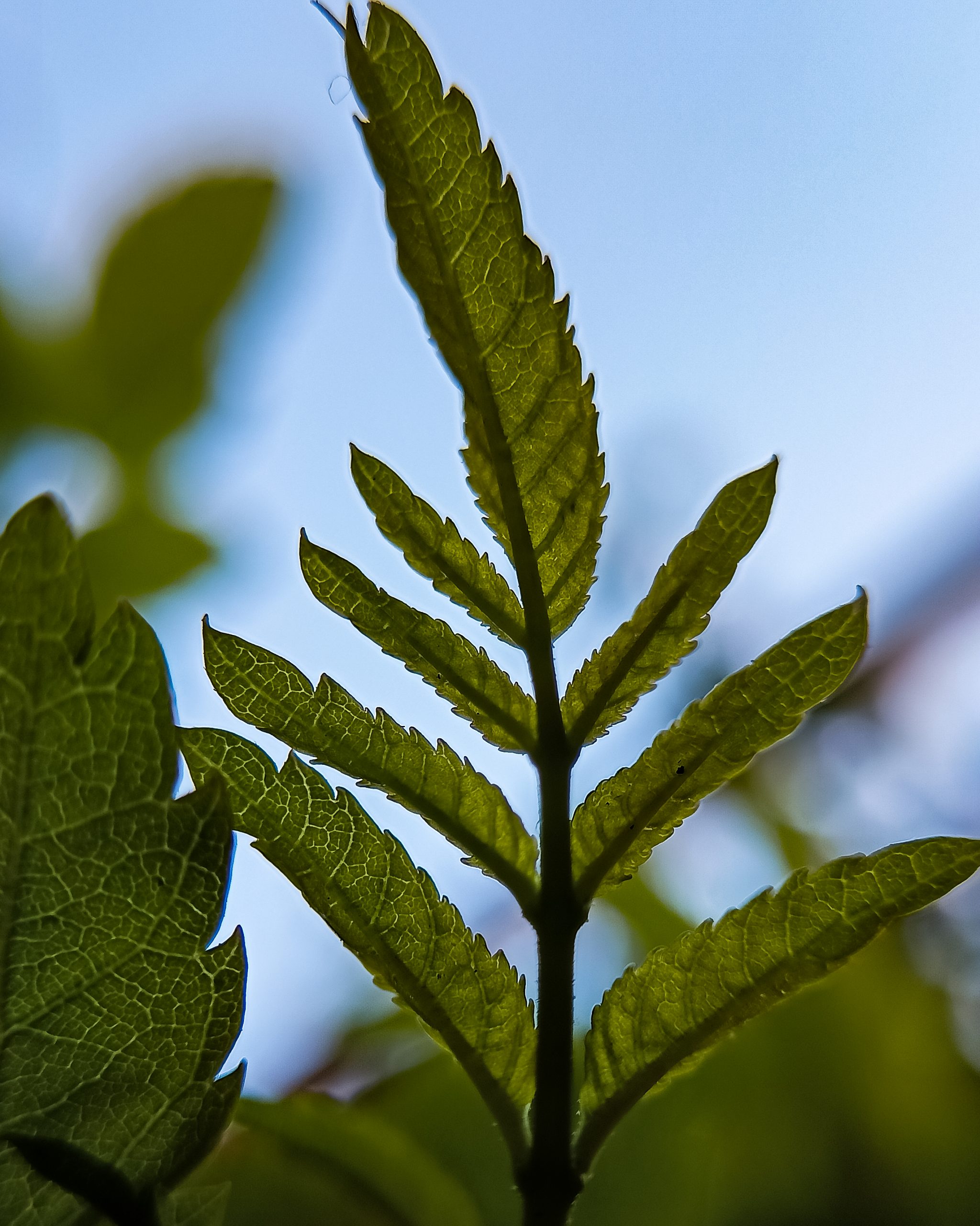 Leaf of a plant