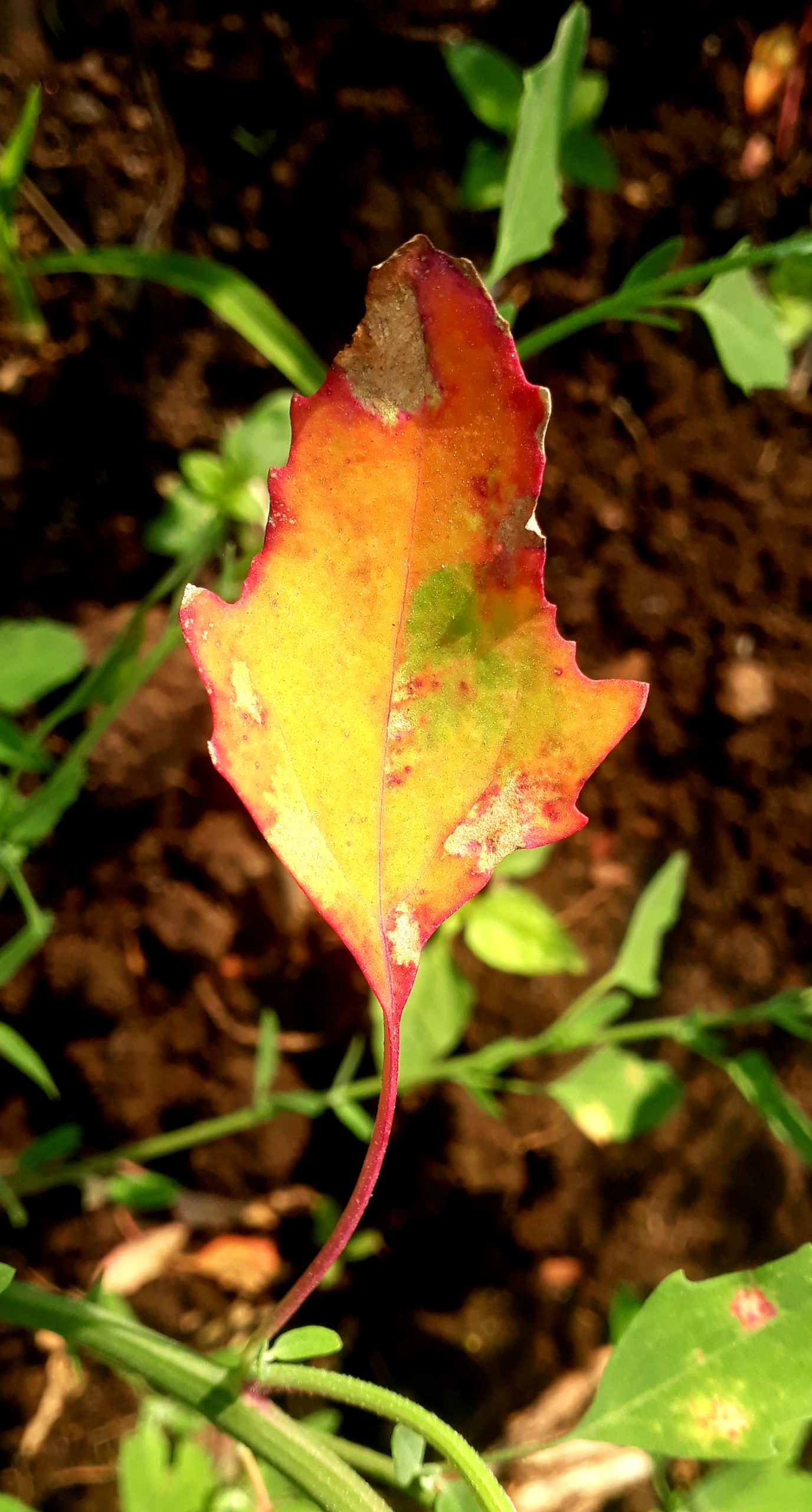 Leaf of plant