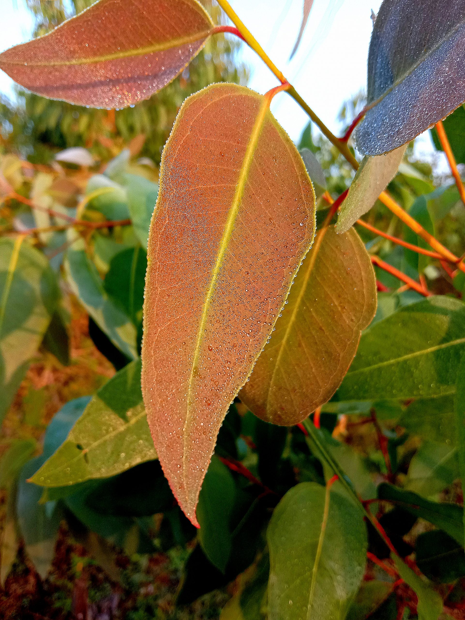 Leaf on plant