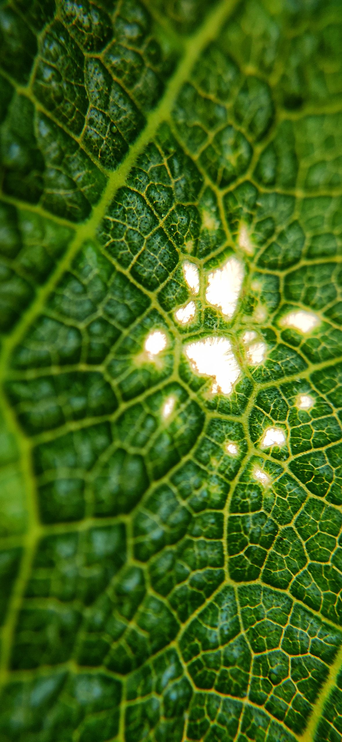 Leaf veins macro view