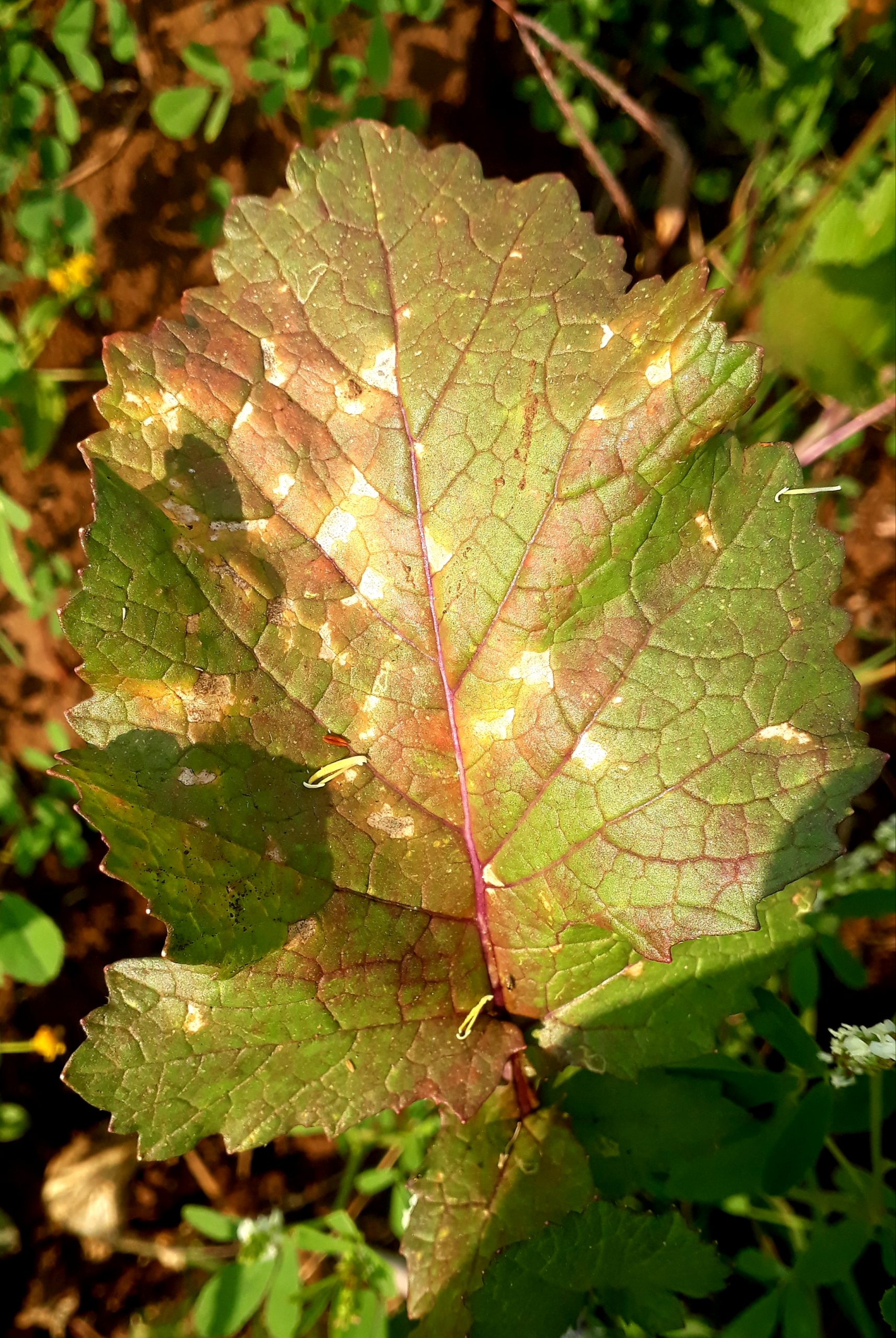 Leaves