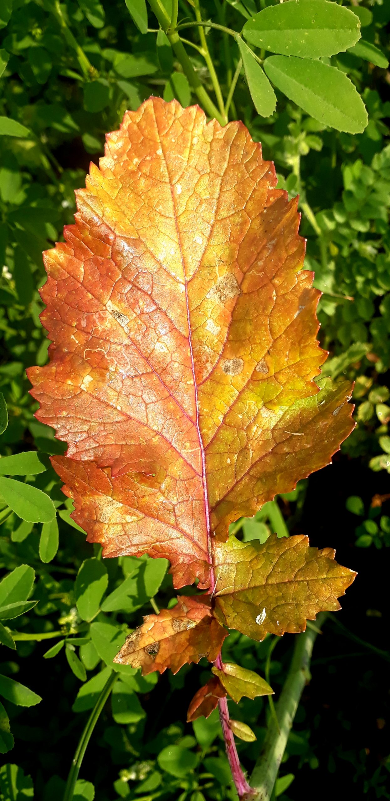 Leaves