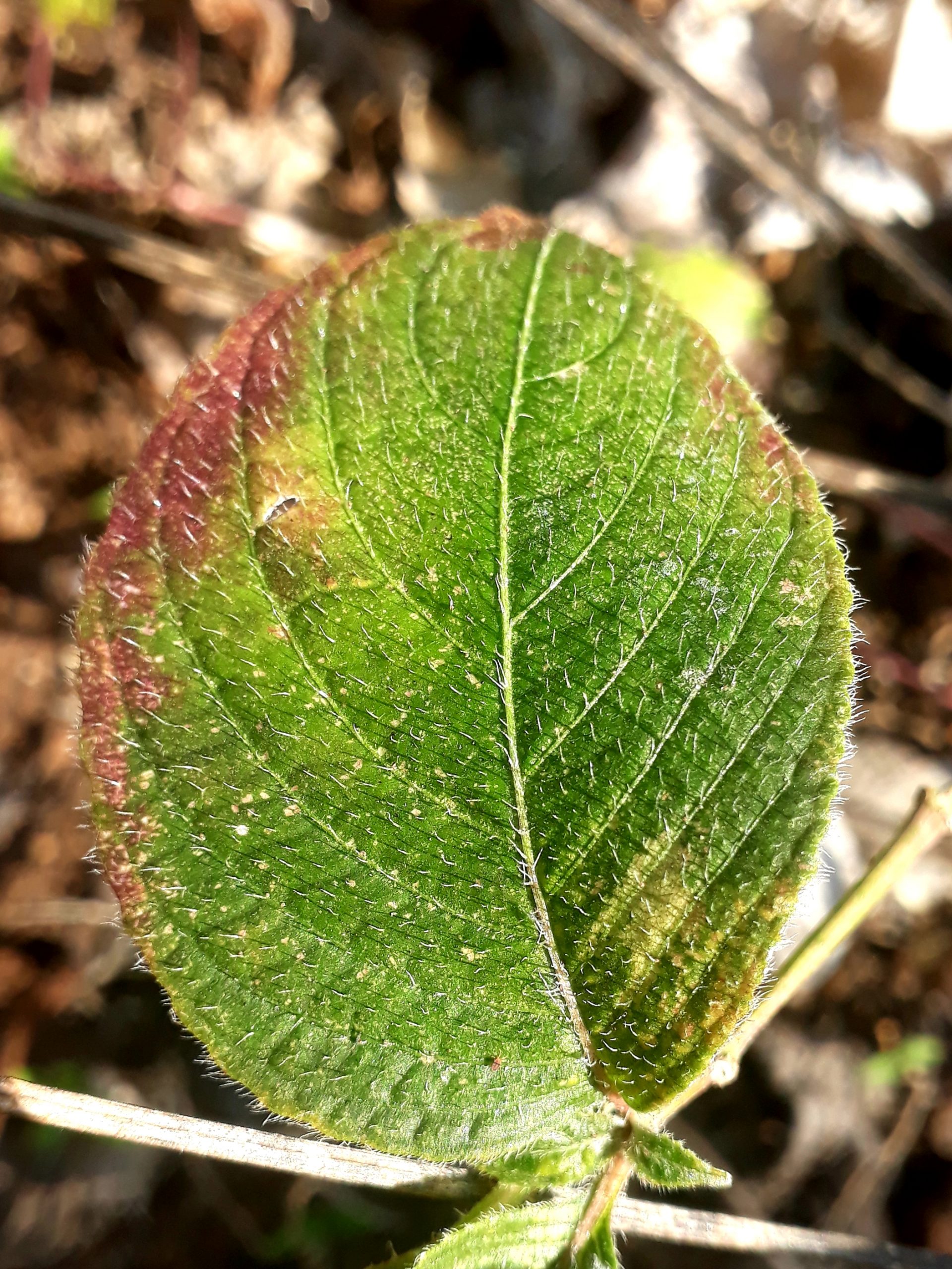 Leaf