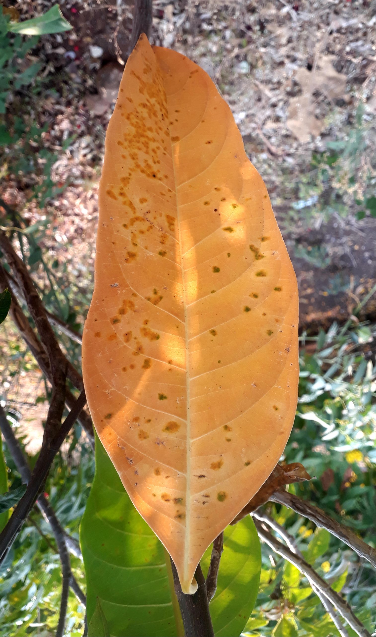 Dry leaf on the tree