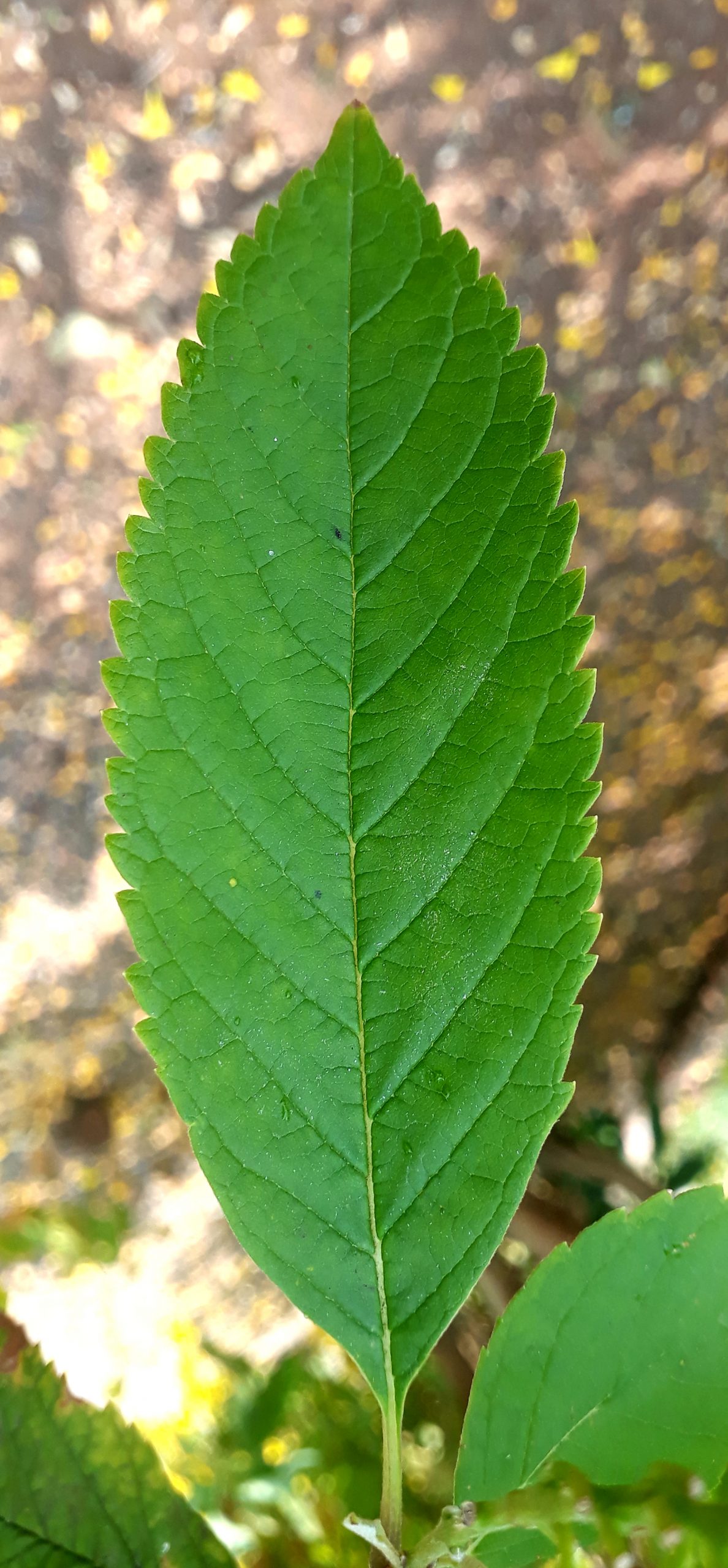 Leaf