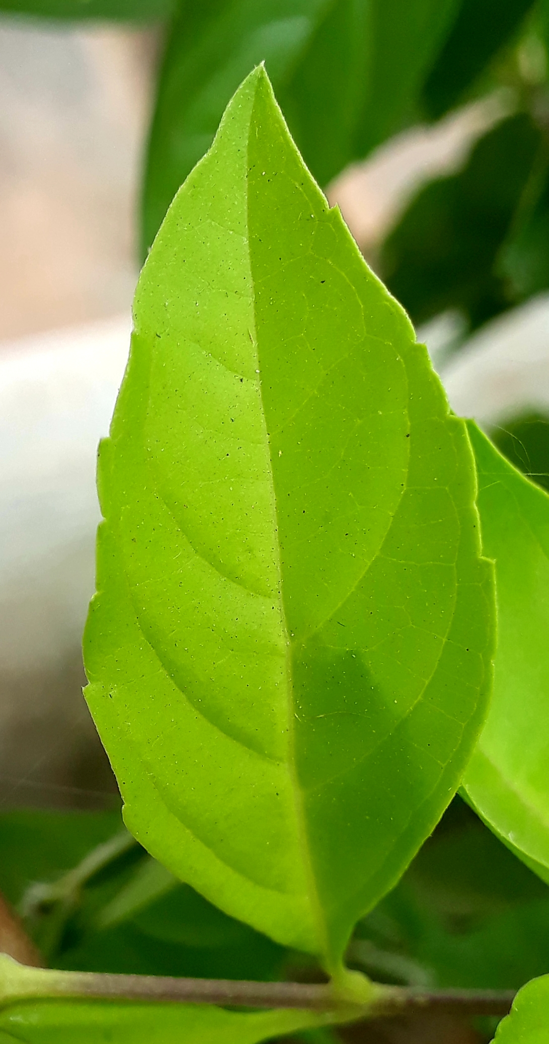 Leaf