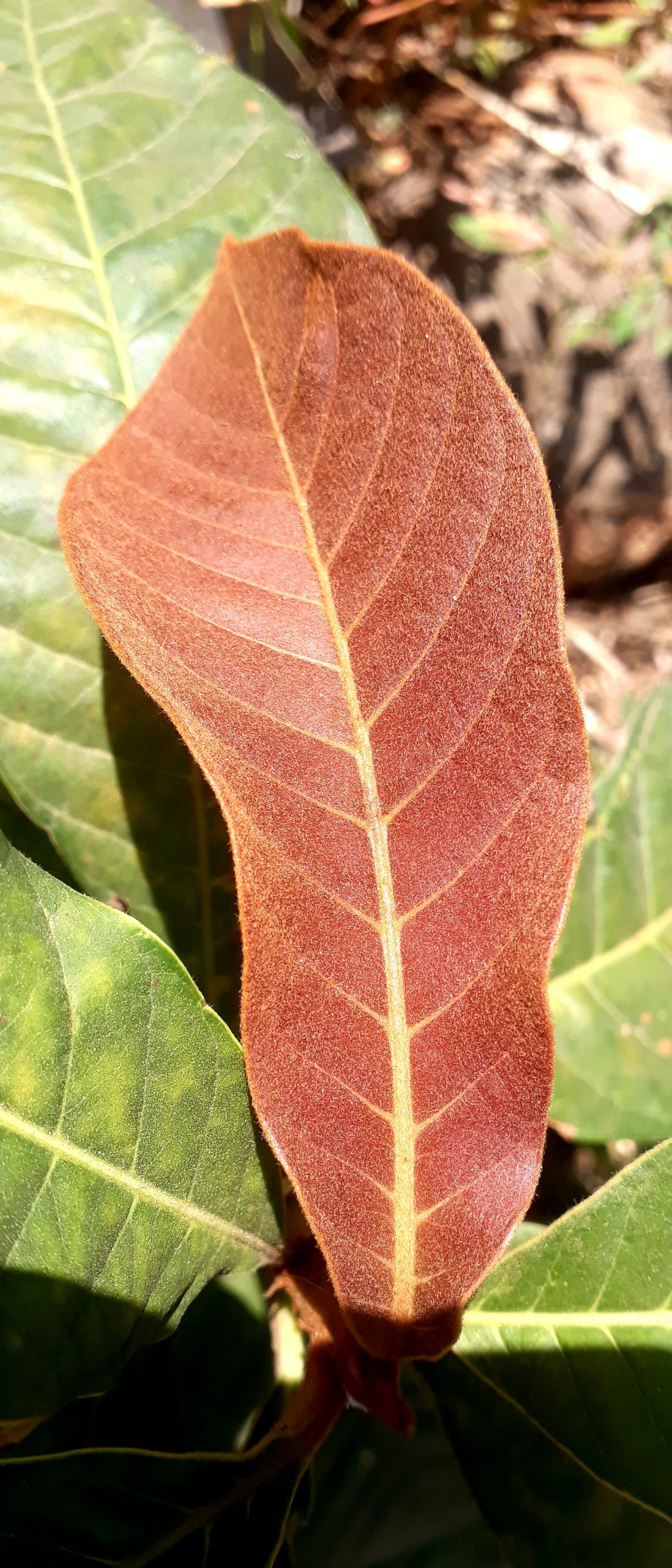 Leaves of a plant