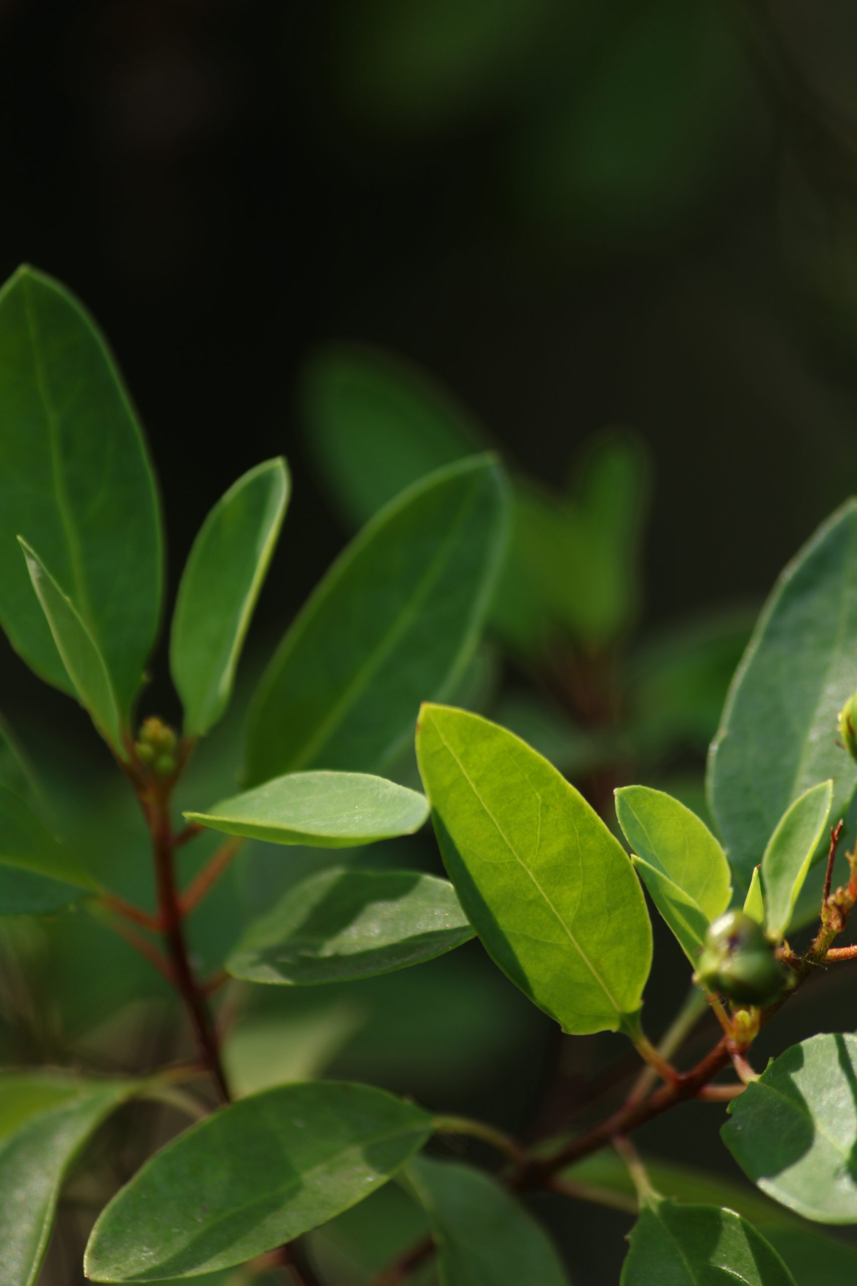 Leaves of a plant