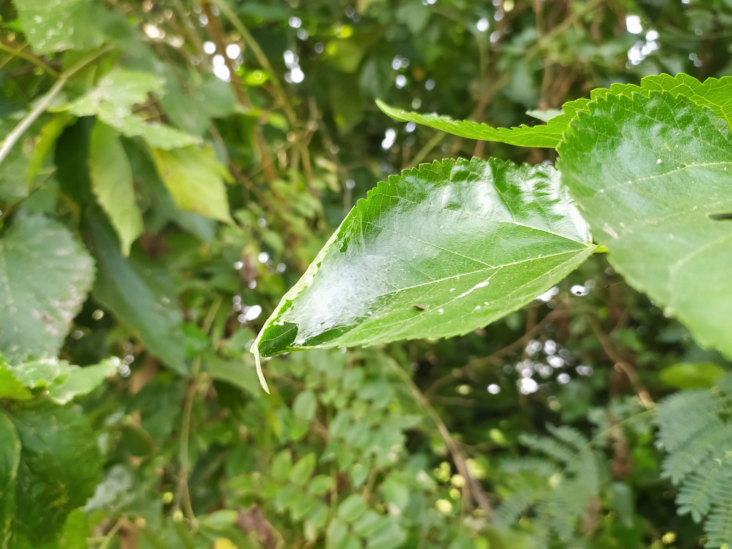 Leaves of a plant