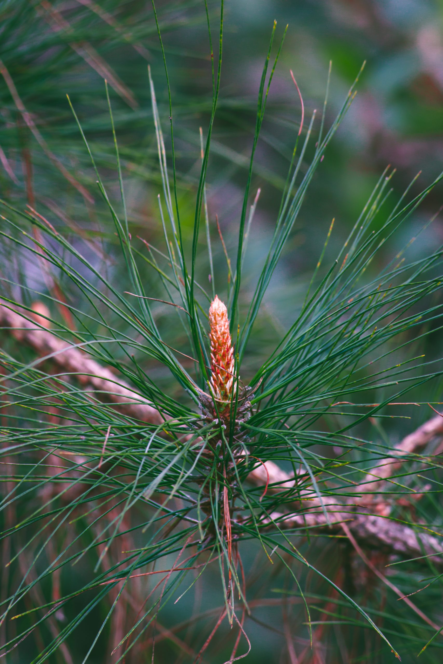 Leaves of pine tree