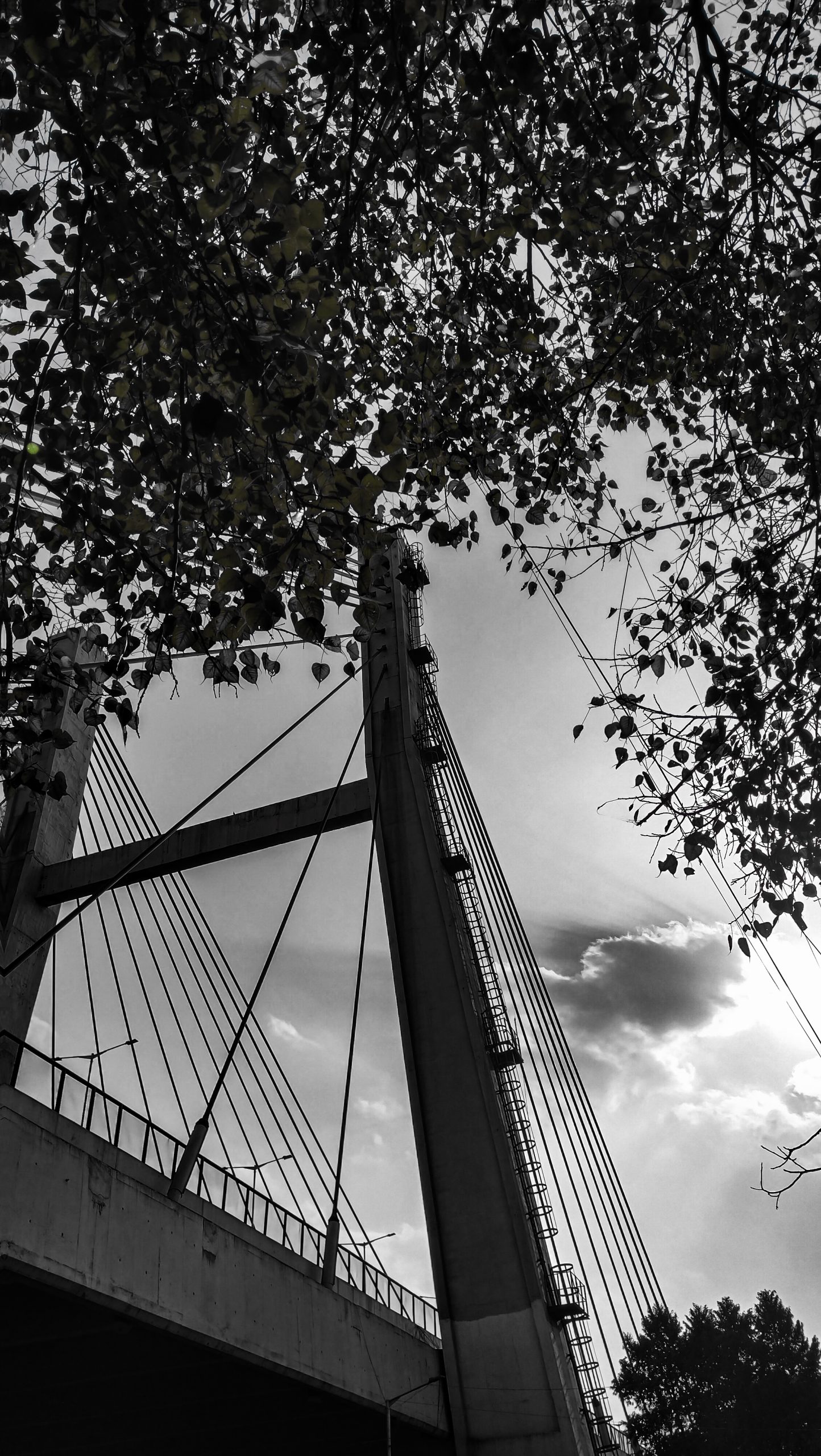A tree leaves and cable strayed bridge