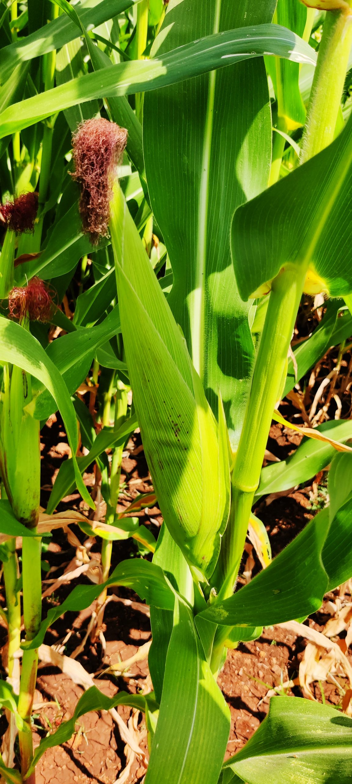 Maize plant corn