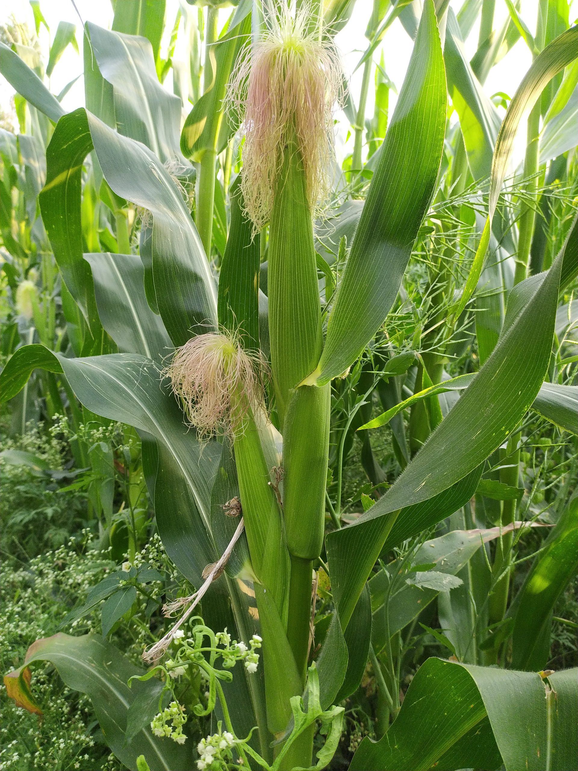 Maize plants in a field