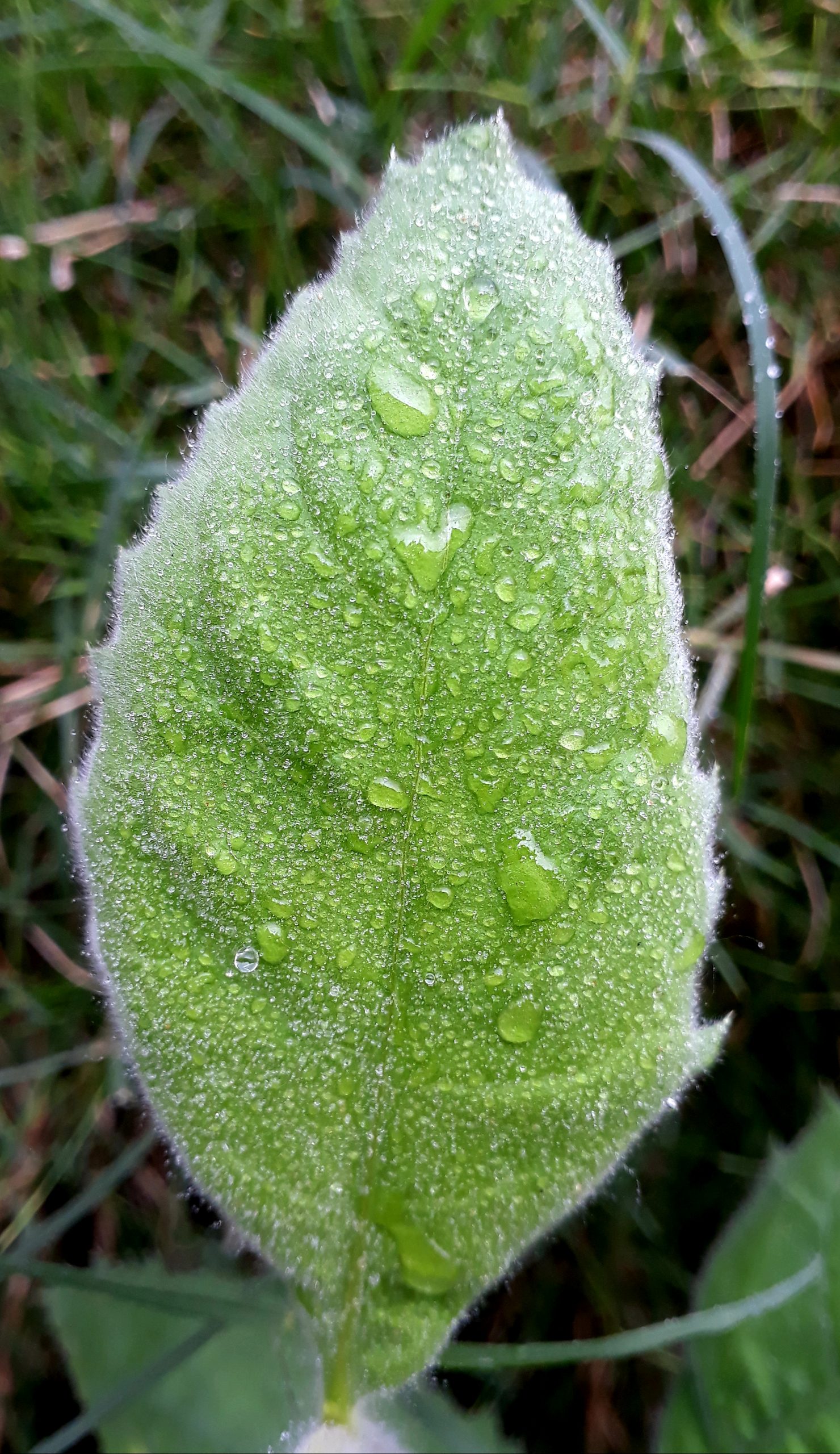 Moisture on a leaf