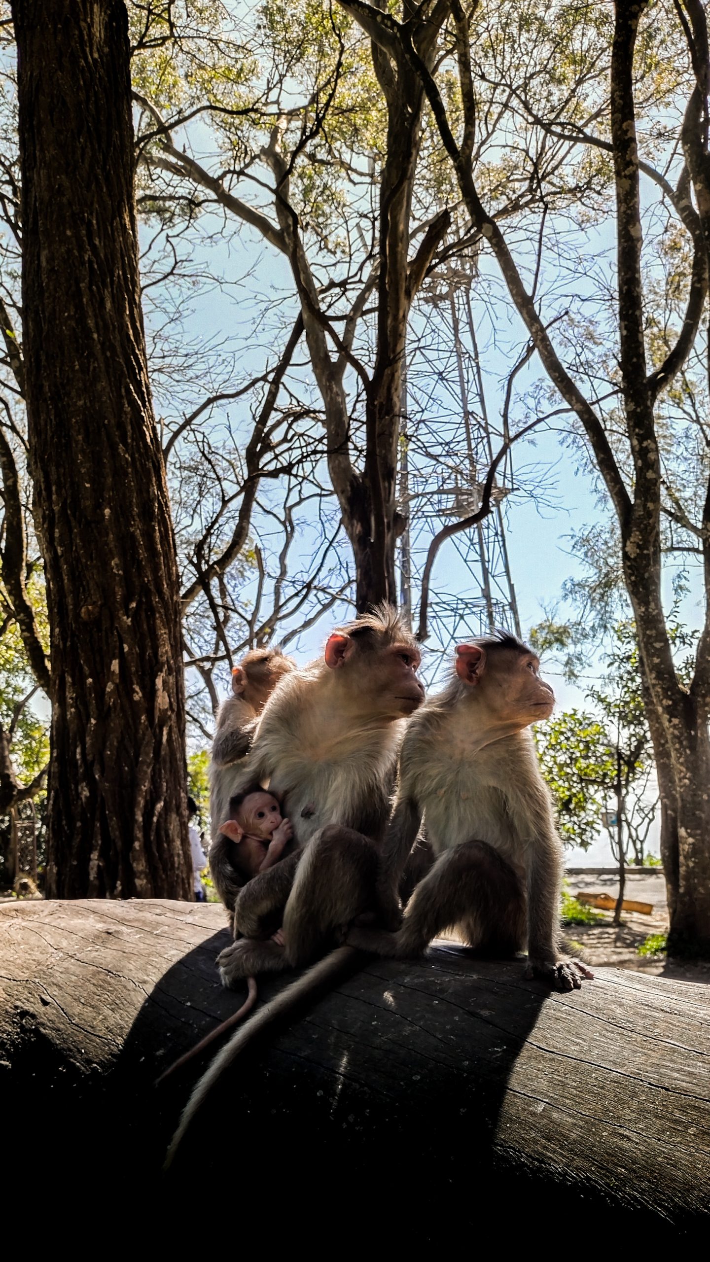 Monkeys sitting on tree trunk