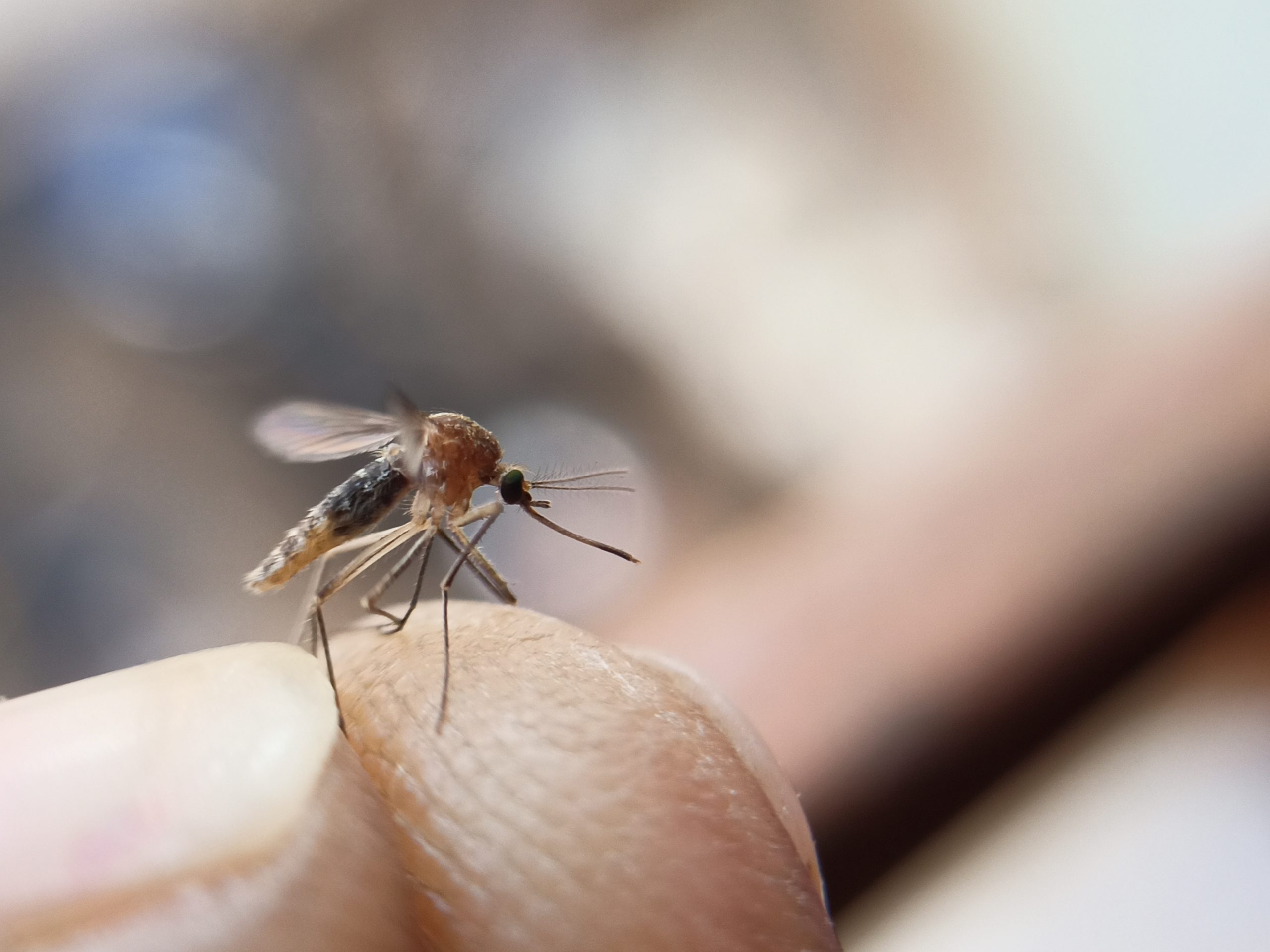 A mosquito on finger tip