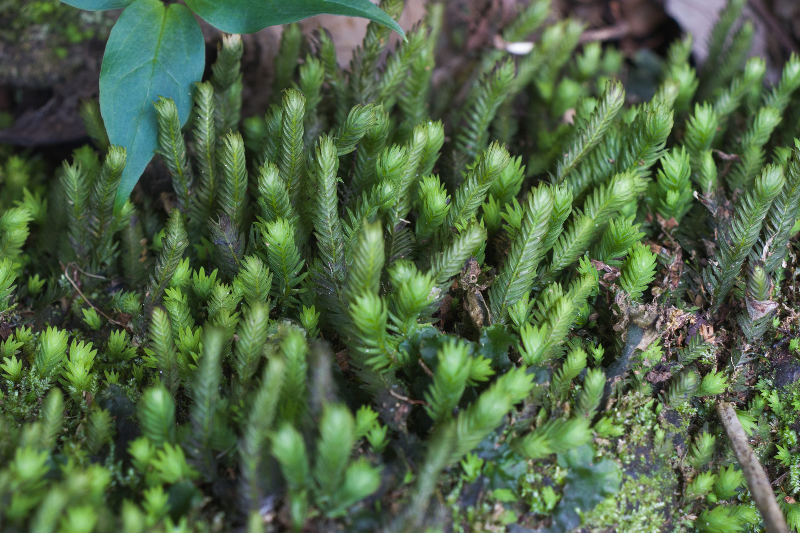 Moss and lichen plants