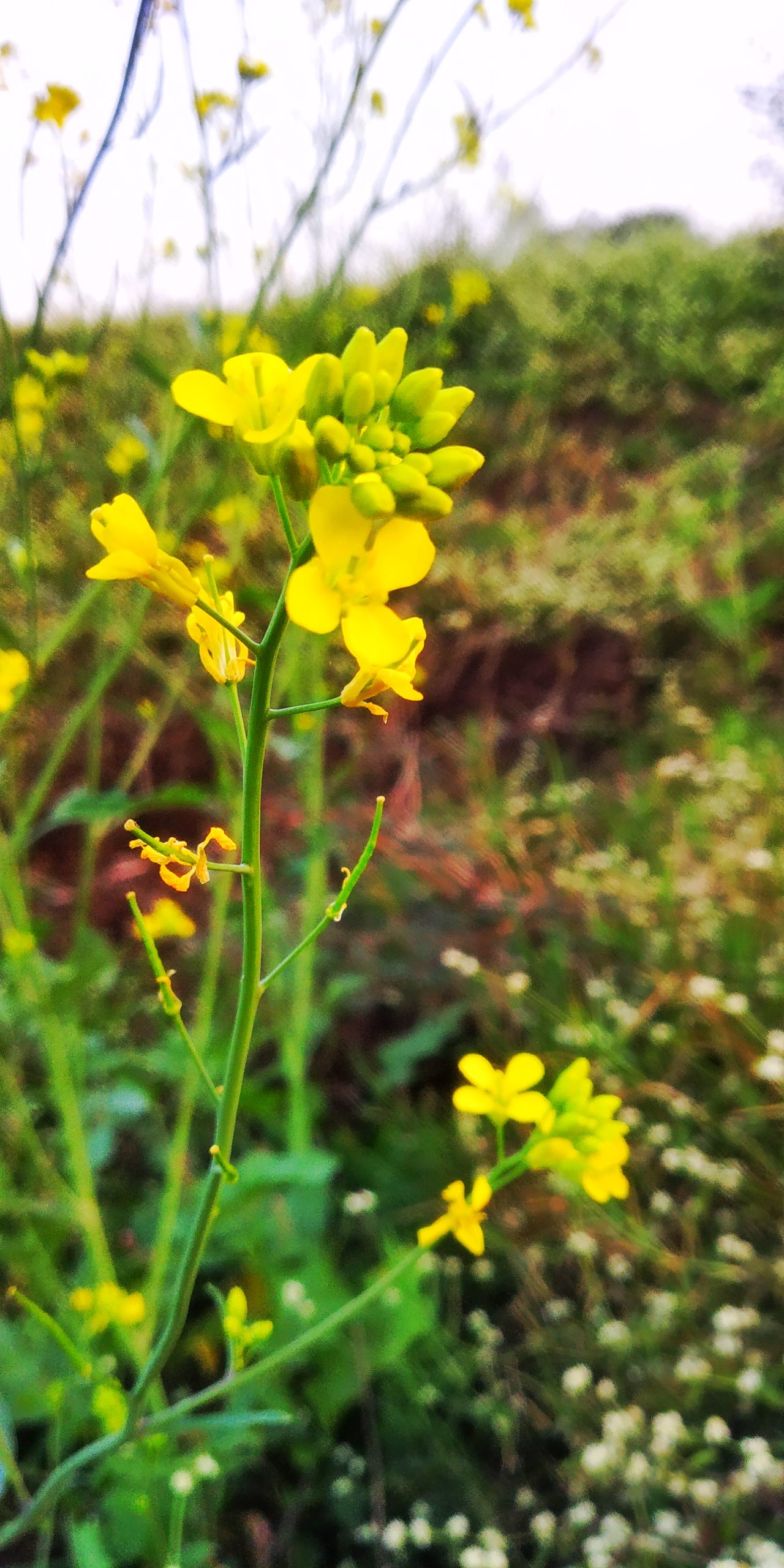 Mustard crop flower
