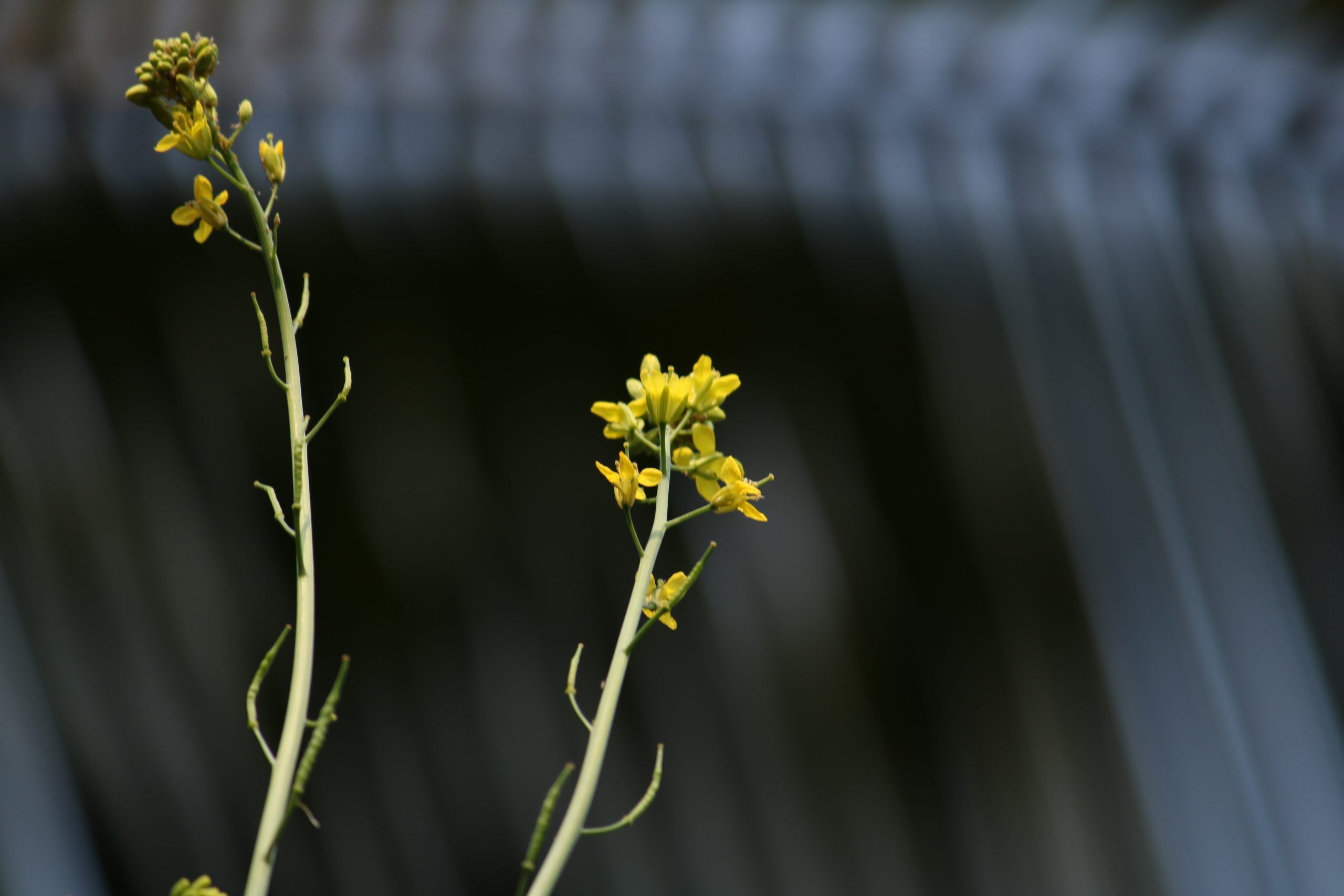 Mustard crop flower