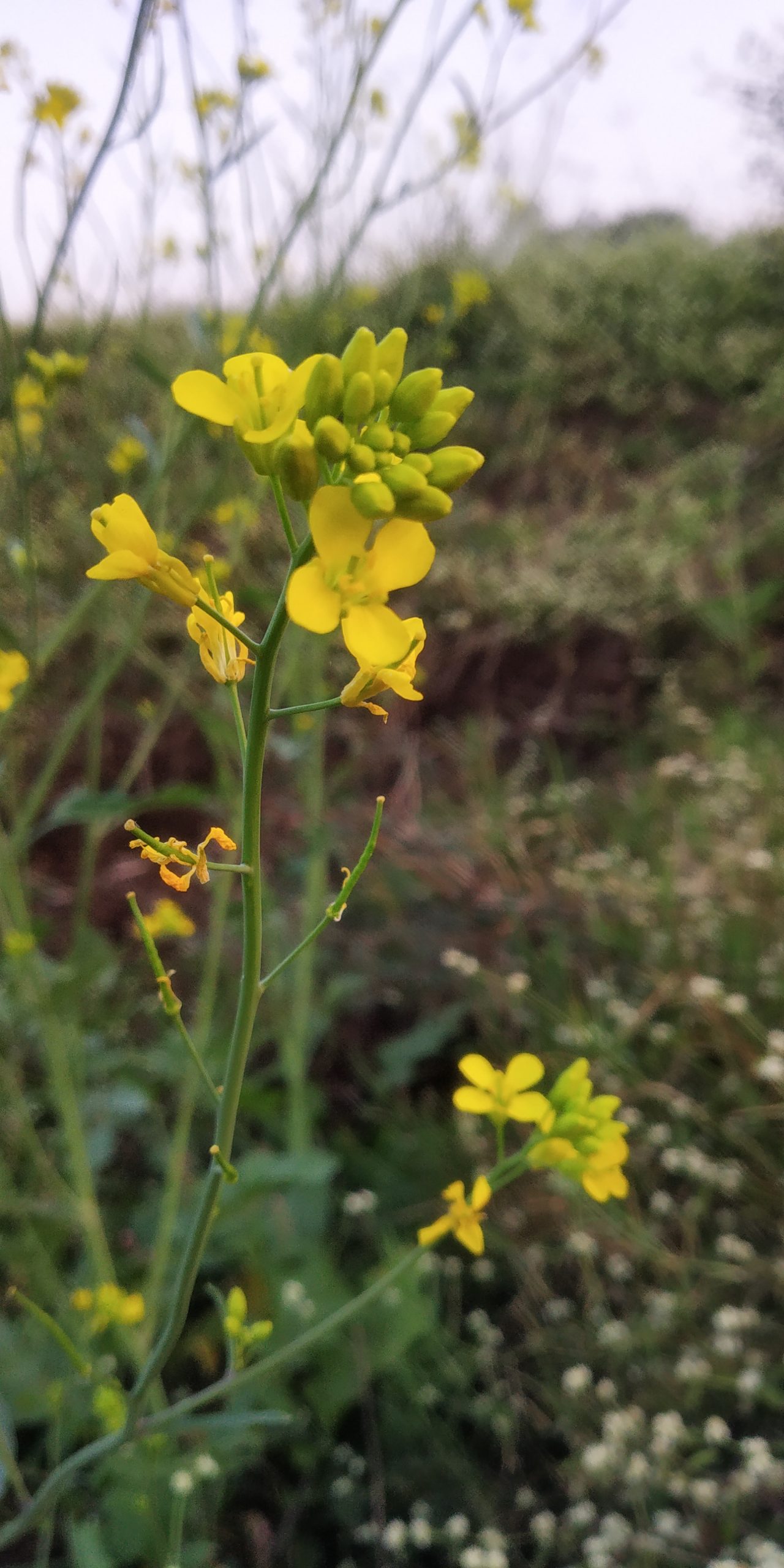 Mustard flower on crop