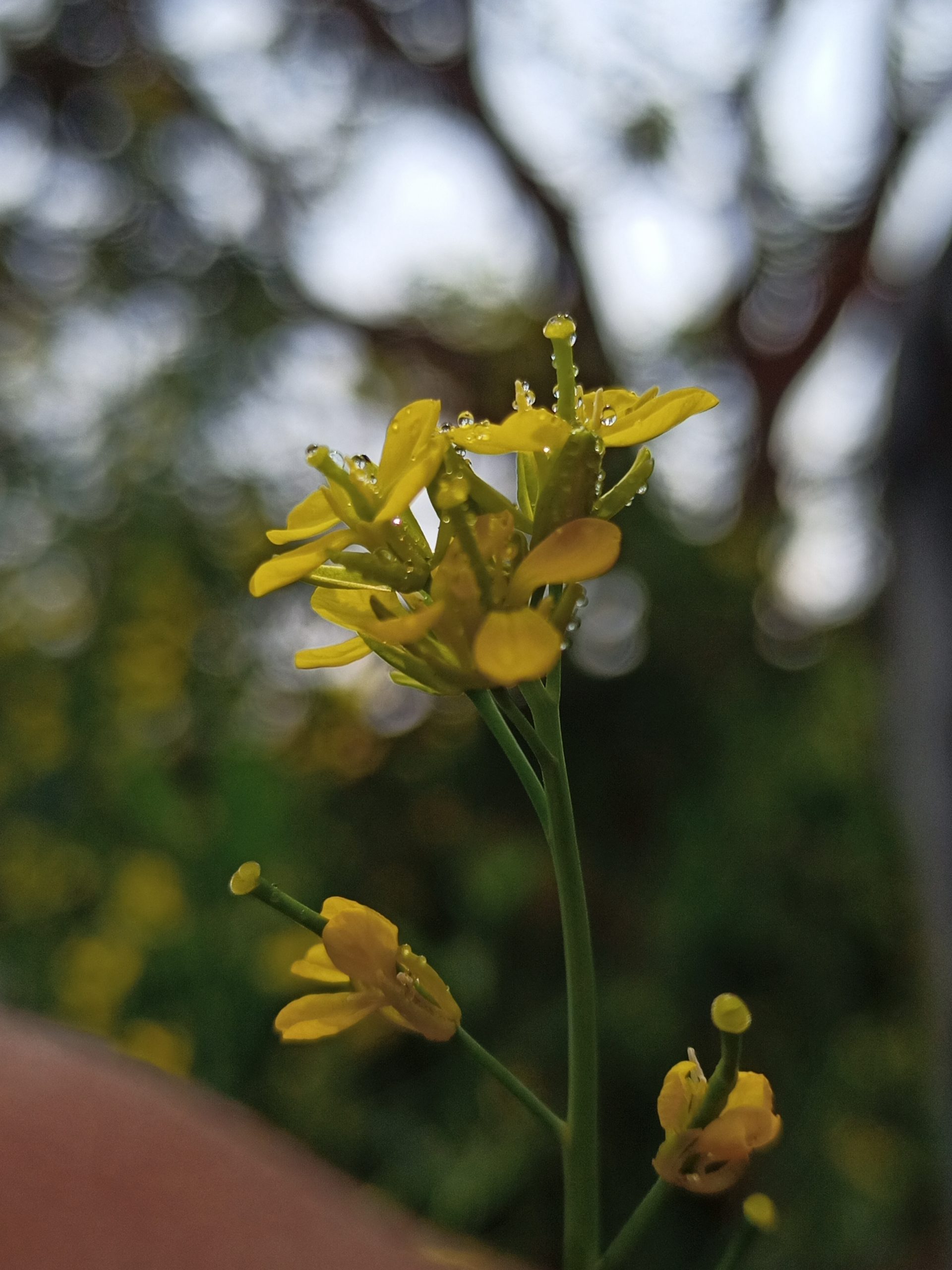 Mustard plant flower