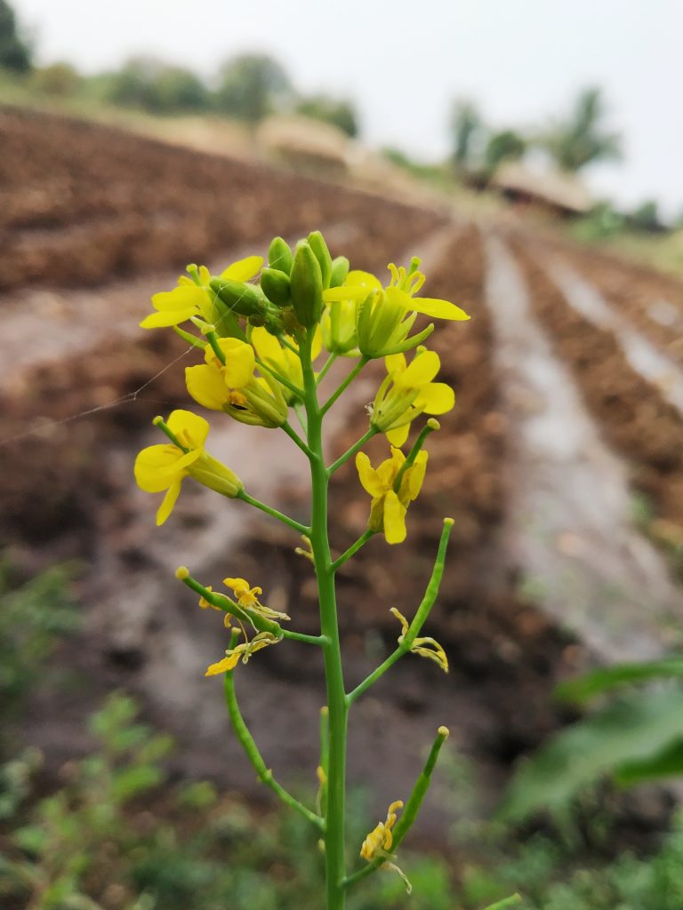 Mustard plant flowers PixaHive