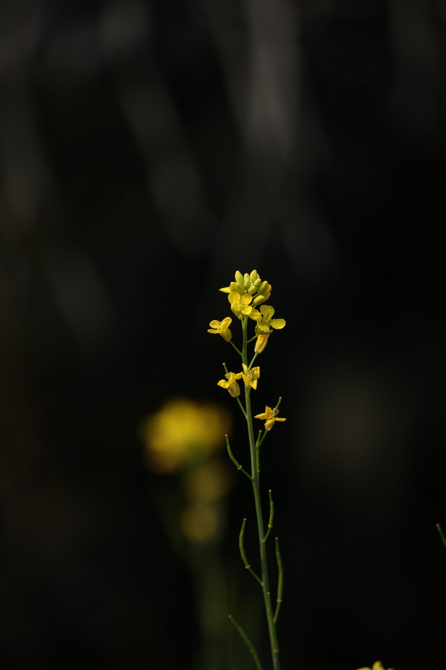 Mustard plant flowers