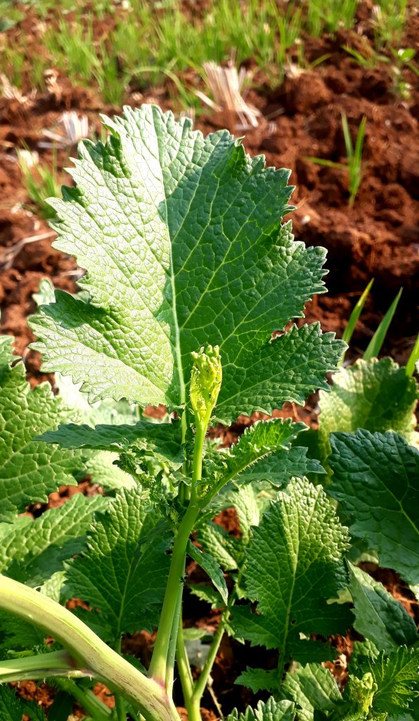 Mustard plant leaf PixaHive