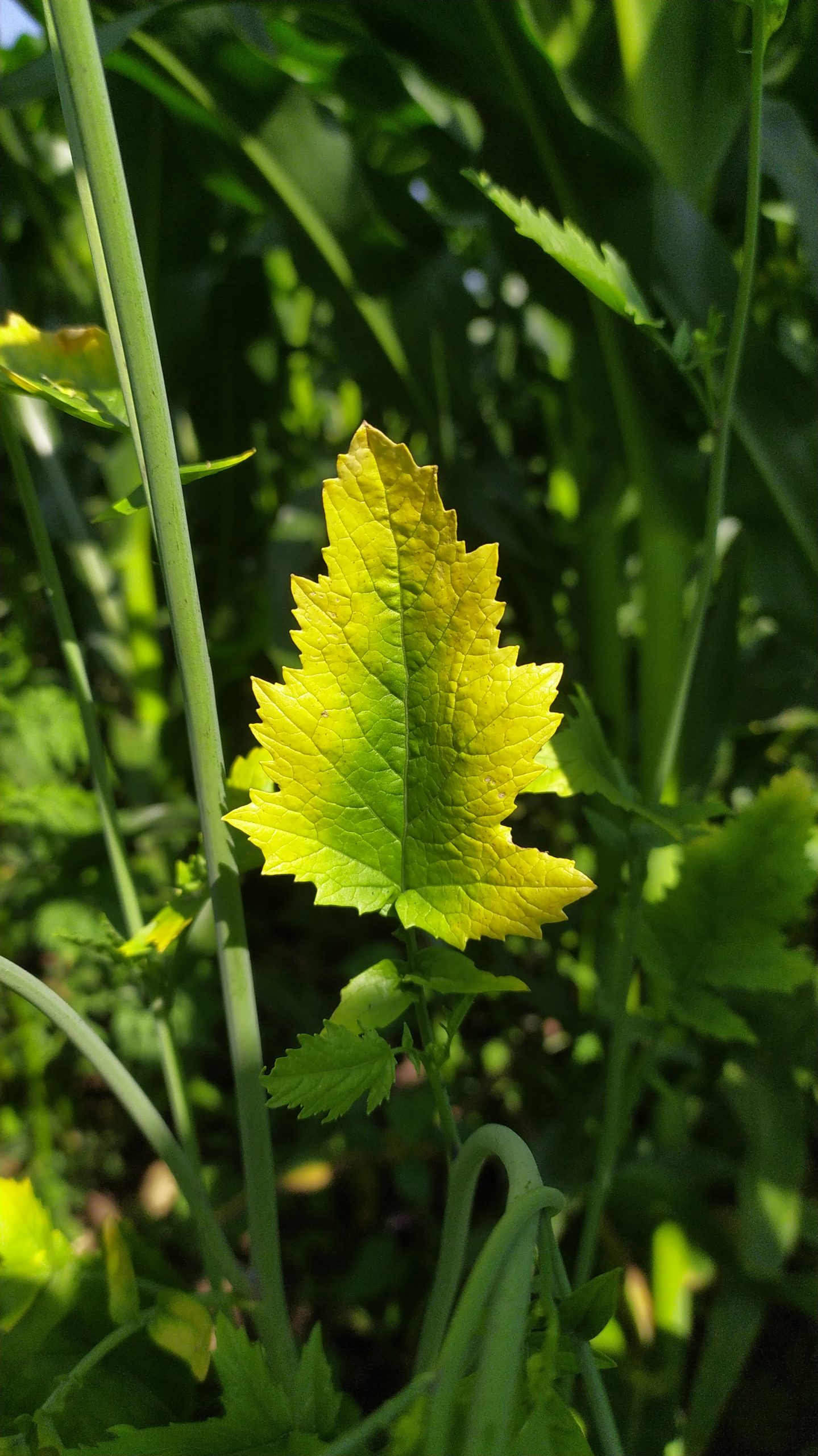 Mustered plant leaf