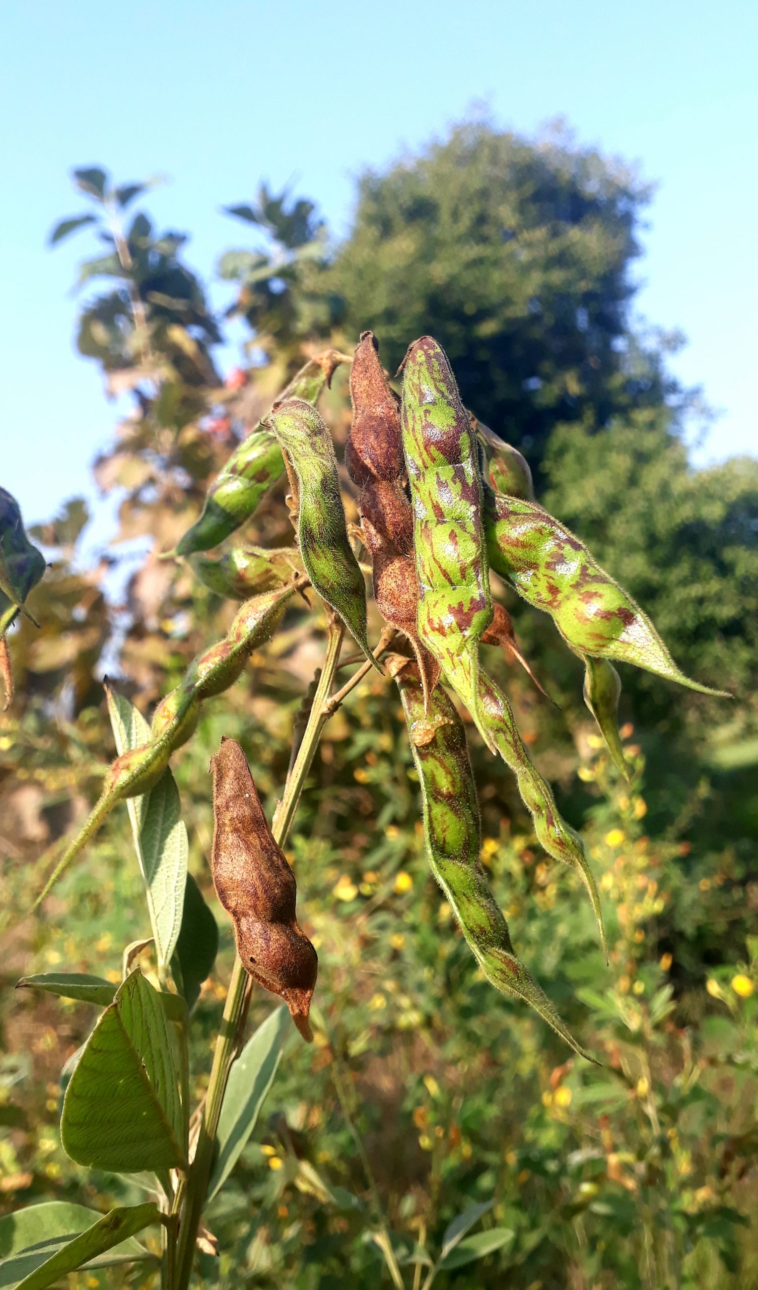 Beans on plant