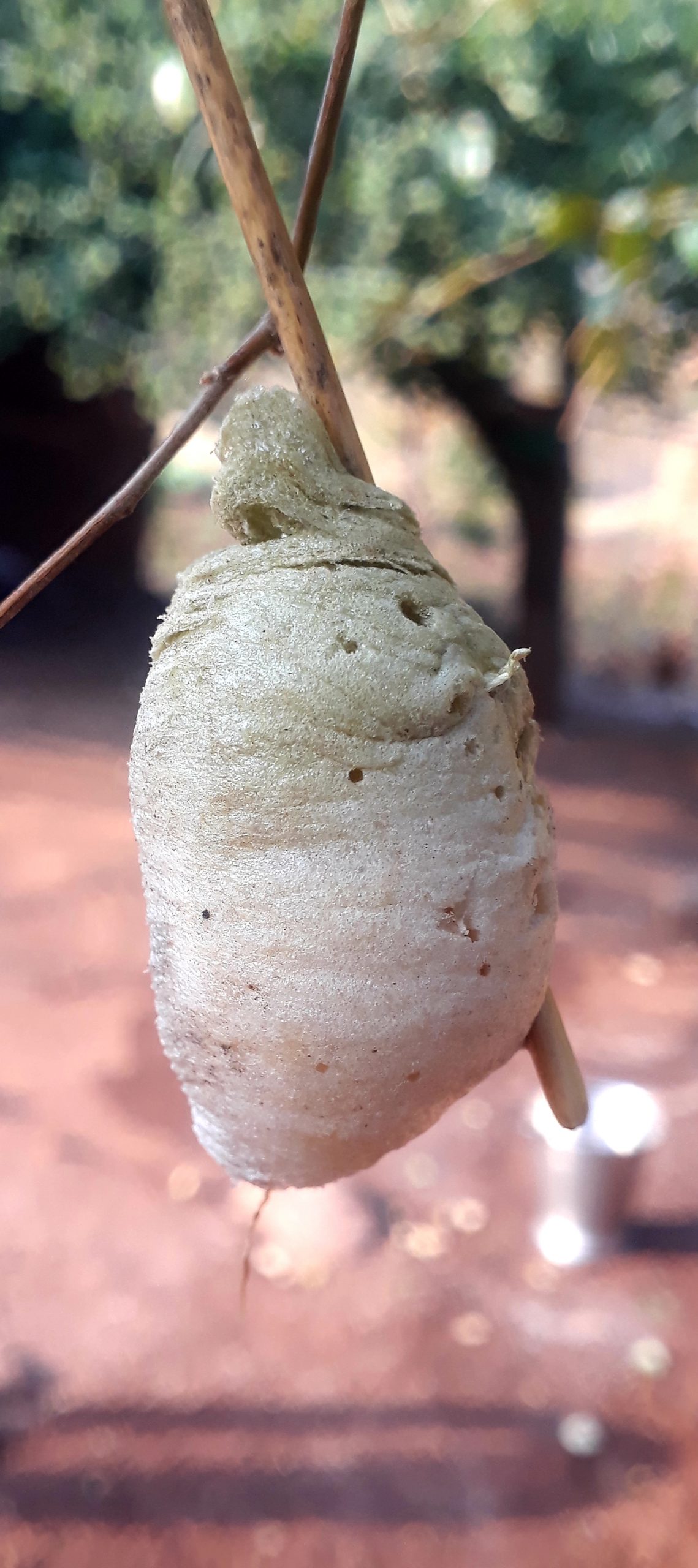 A cocoon